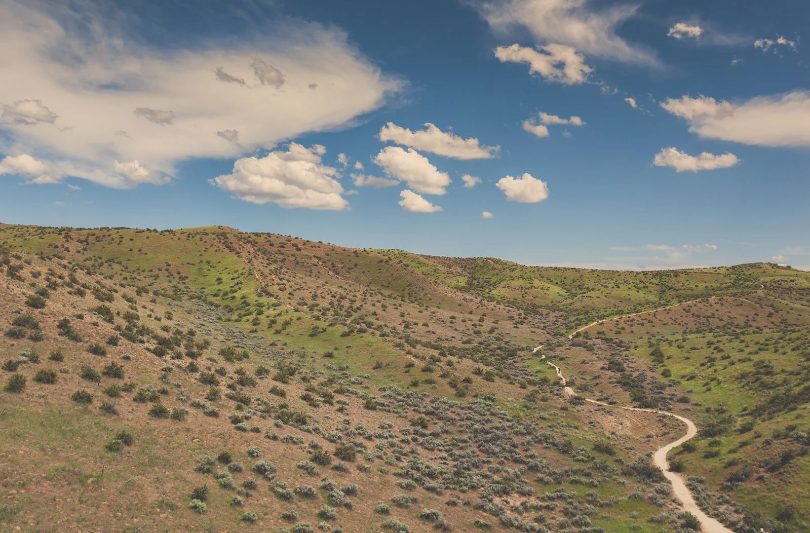 After the Burn: Idaho's Wildfire and Restoration 