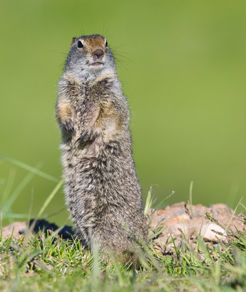 ground squirell visual image