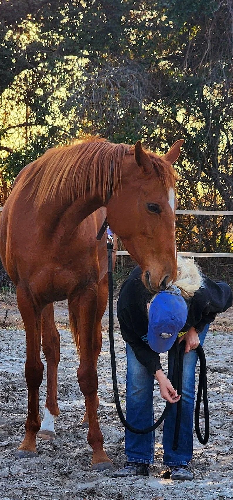 equine reiki, reiki for horses, horse energy healing, equine positive reinforcement