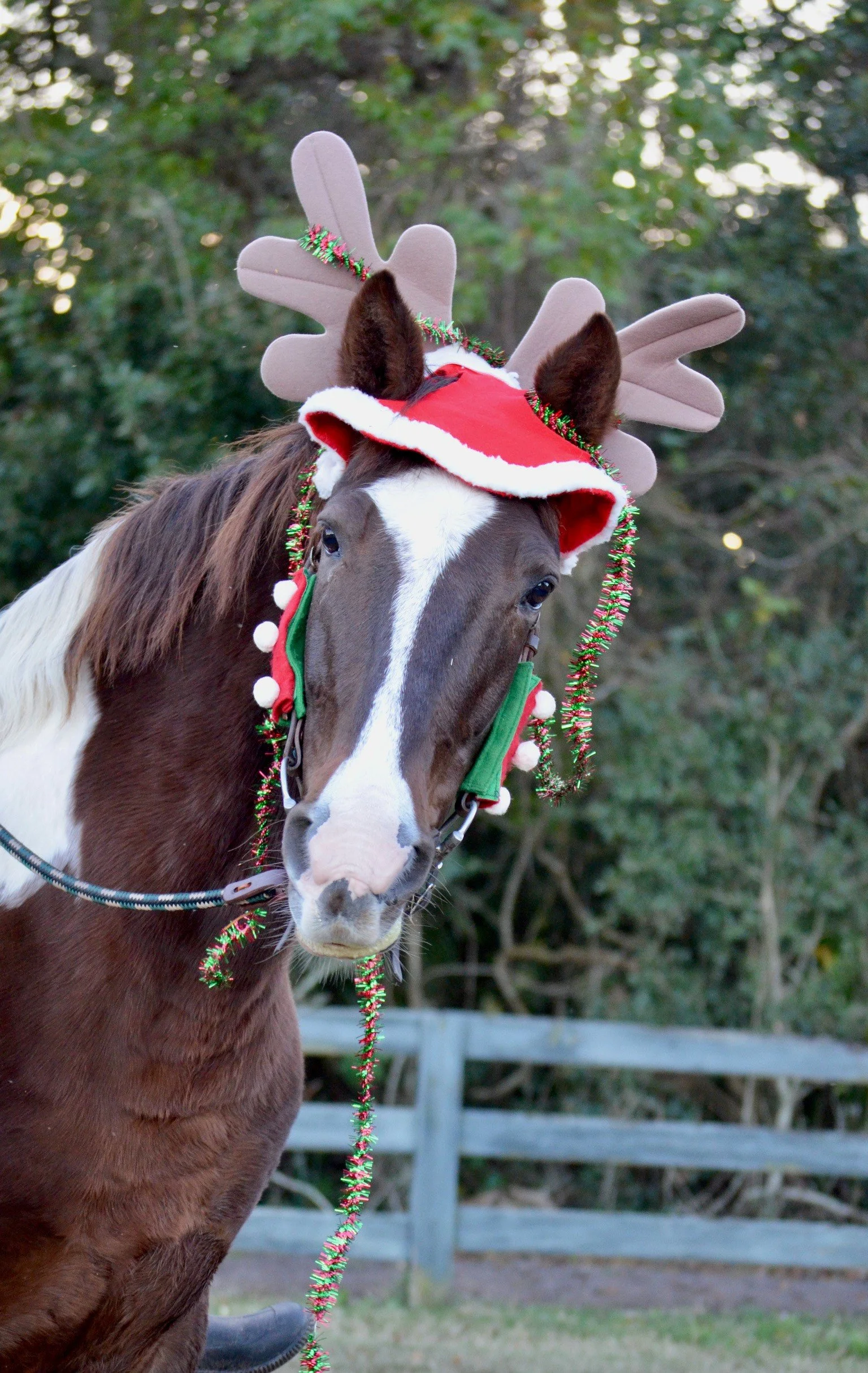 My most profound energy healing with horses