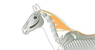 How to Tell If a Horse Is Stressed (Even When They Look “Fine”)