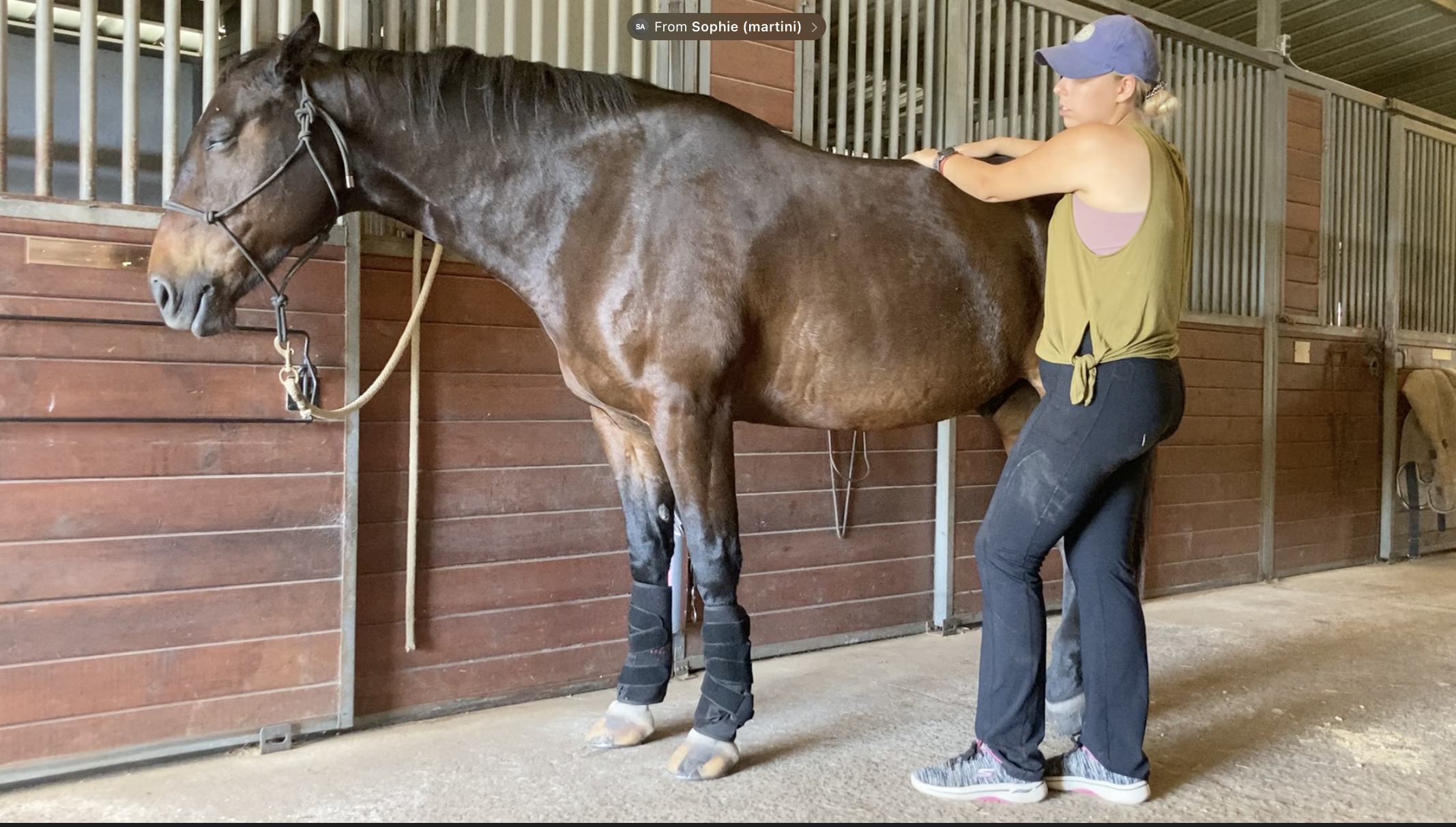 Equine craniosacral therapy and bodywork
