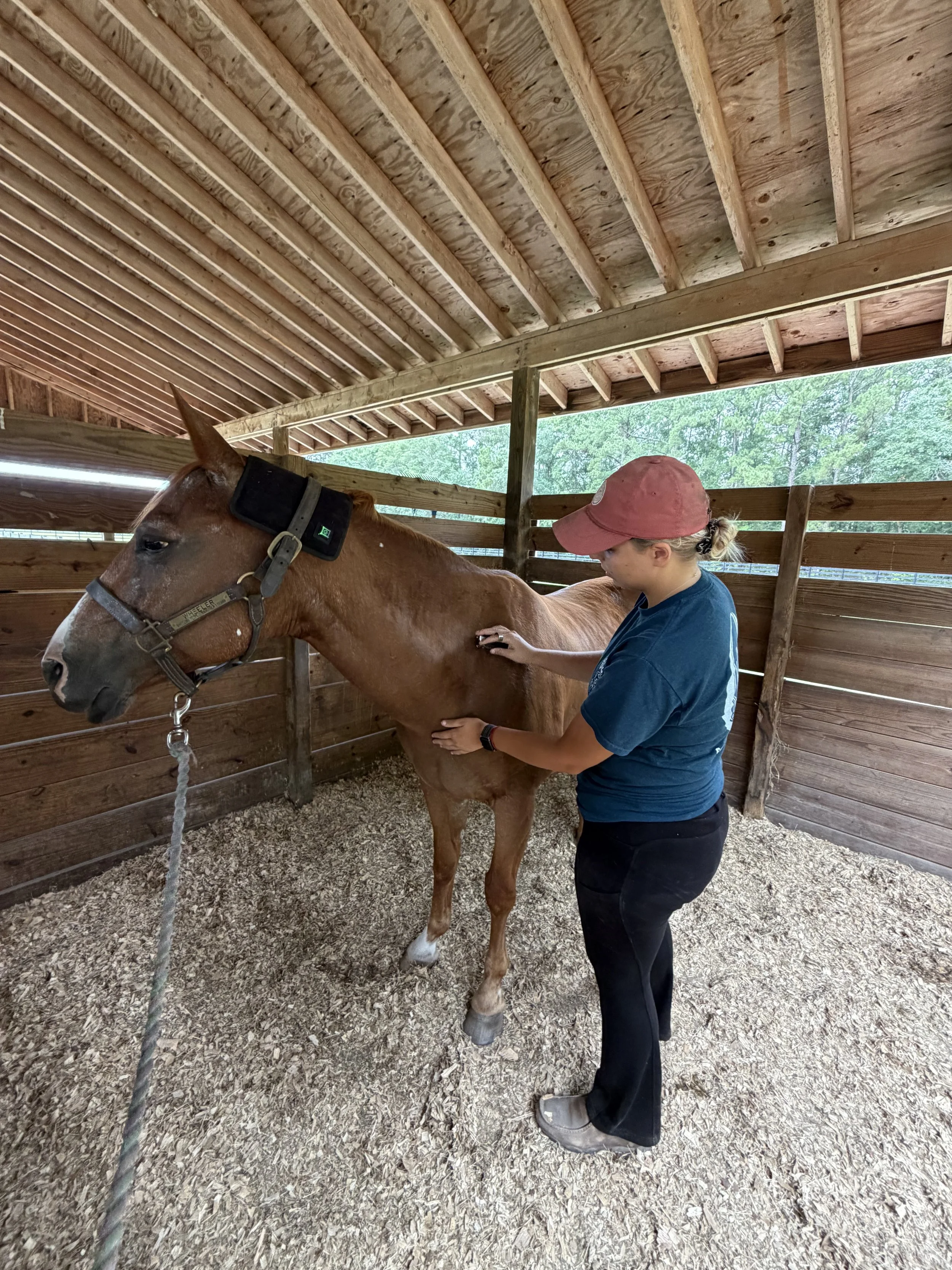 A woman in a blue shirt and black pants is grooming a brown horse inside a wooden stable. The woman is wearing a red cap, and the horse has a black blanket on its head and a halter. There is a dirt and wood chip floor and trees visible outside the st