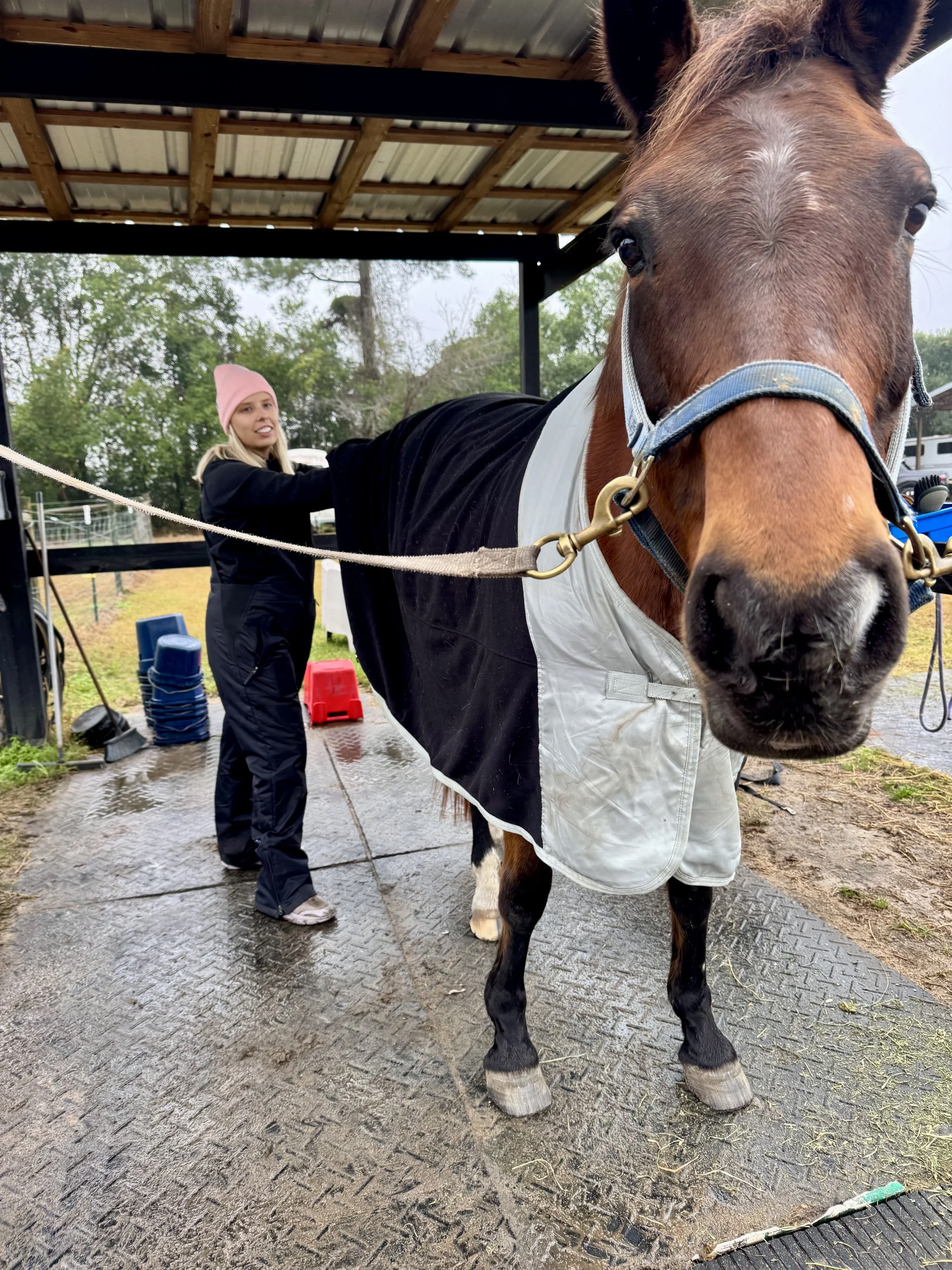 Close-up of a brown horse wearing a saddle pad and boots, with a woman in a black jacket and pink beanie standing behind it, outdoors under a shelter.