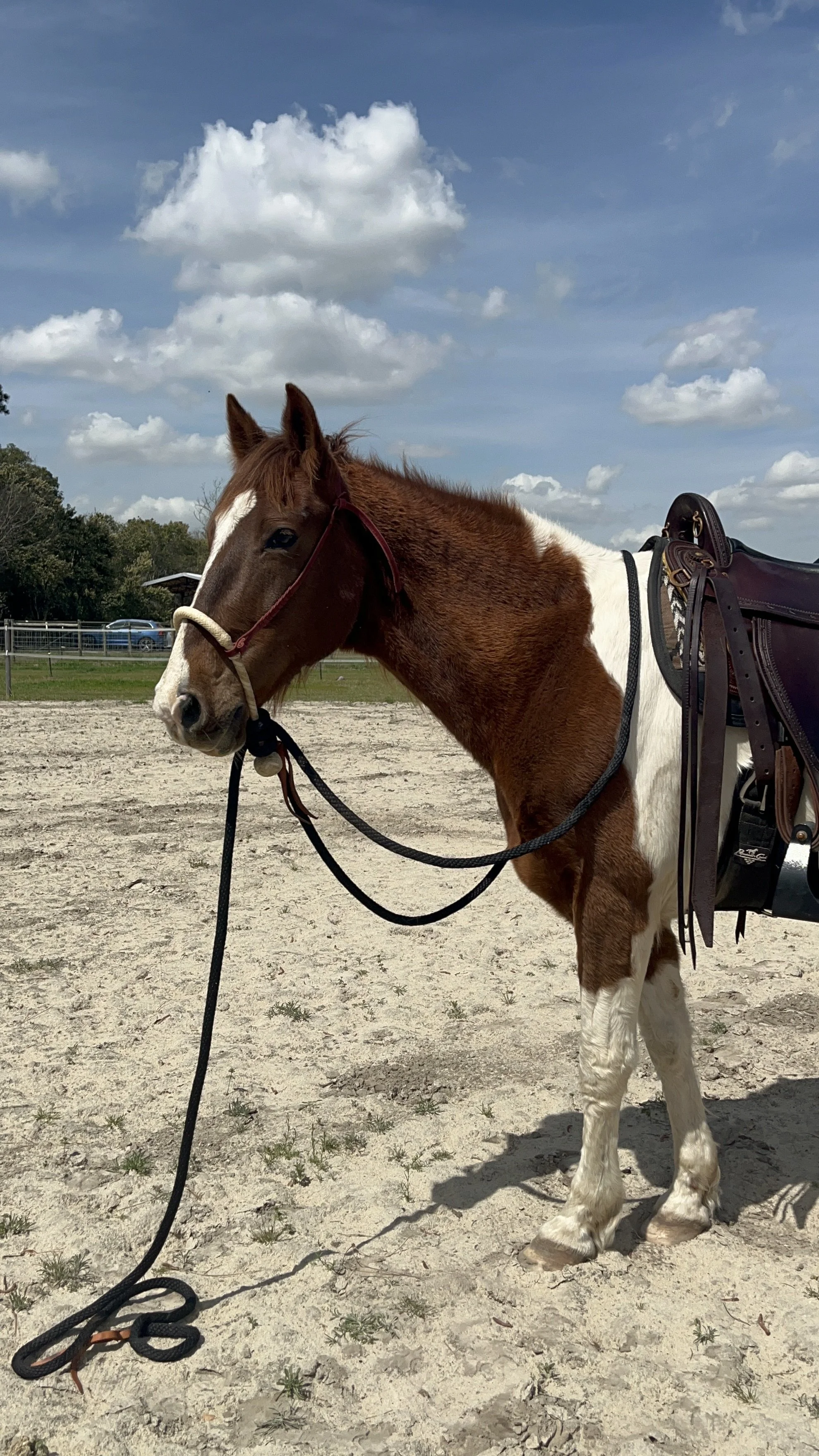 A brown and white horse standing on sandy ground in an outdoor riding arena, with a blue sky and clouds overhead, and a fence in the background.