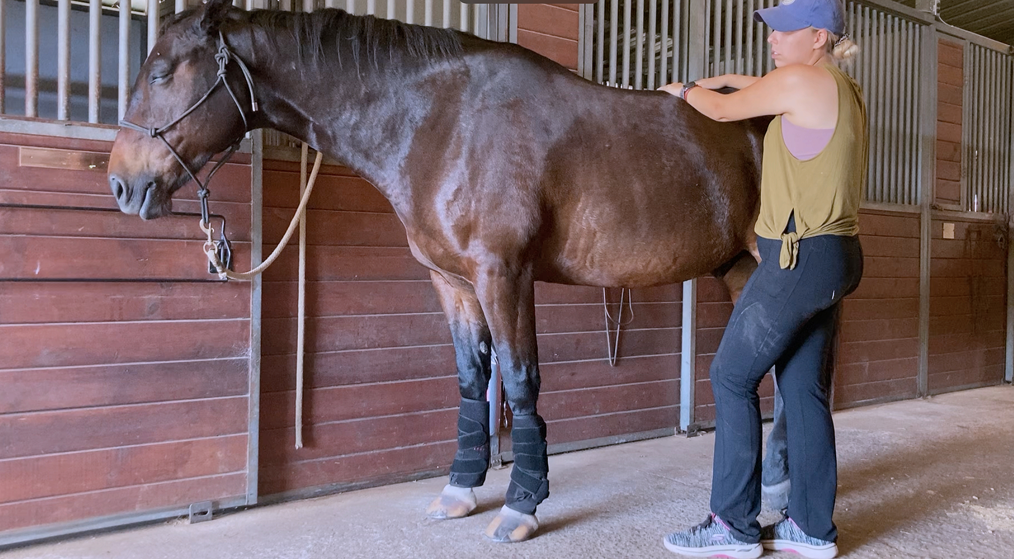 horse getting reiki for horses sleeping horse equine bodywork horse energy healing