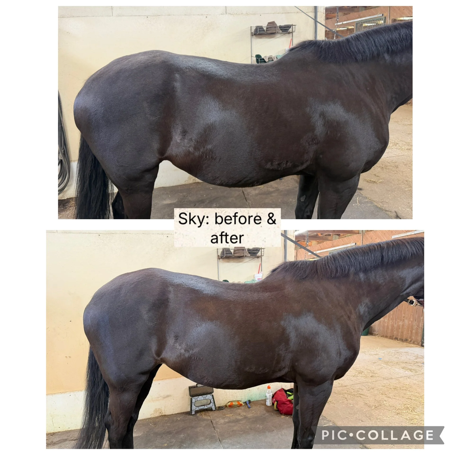 Side view of a black horse in a stable with grooming tools and supplies visible in the background.