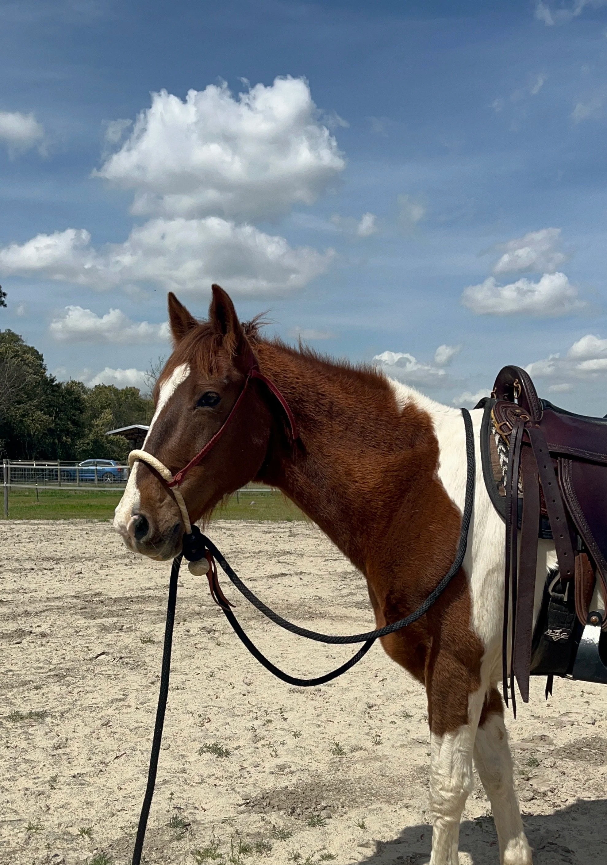 A brown and white horse standing on sandy ground with a blue sky and white clouds above.