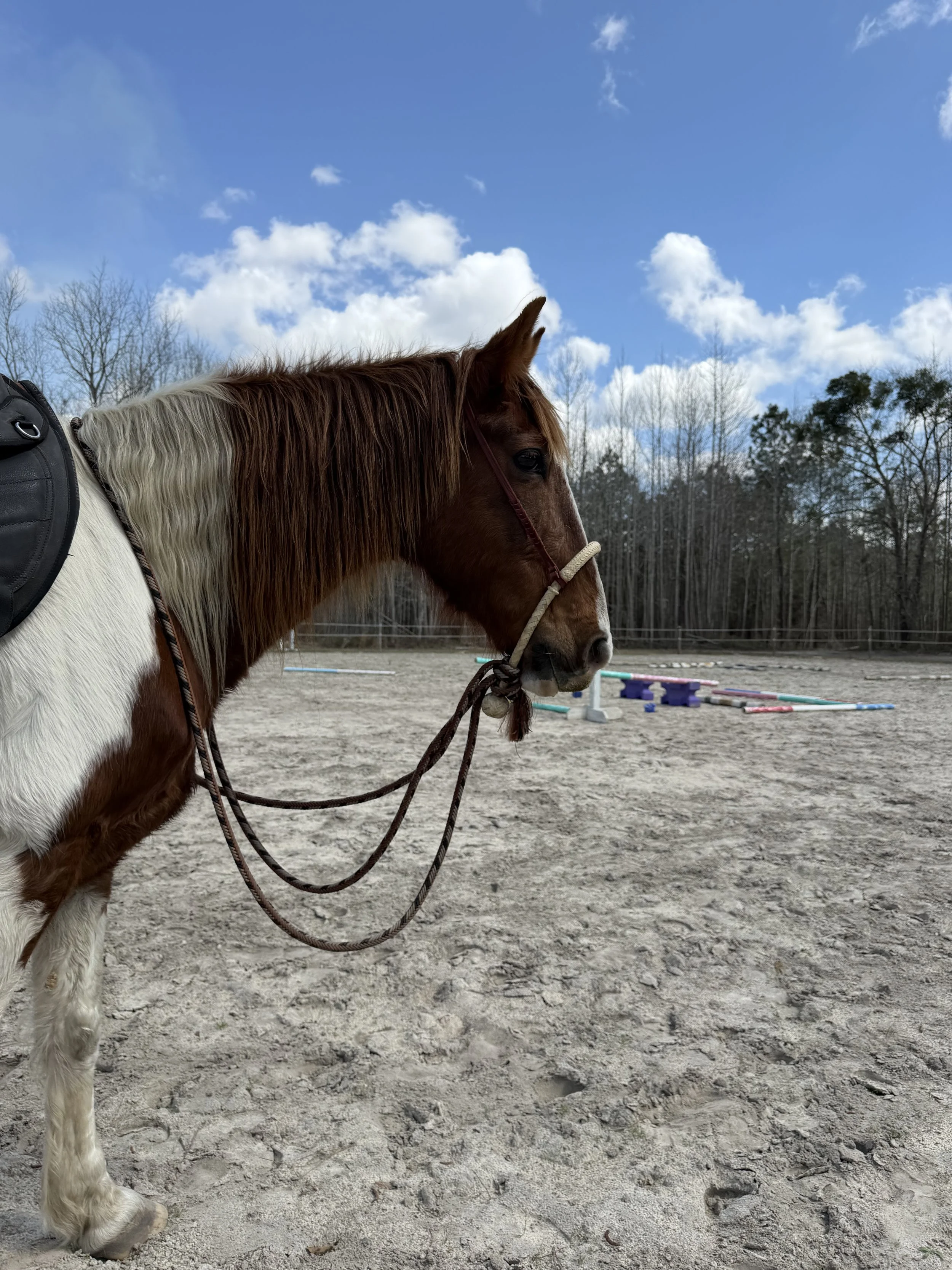 A brown and white horse with a saddle standing on a sandy riding arena with jumps and a background of trees and blue sky with clouds.