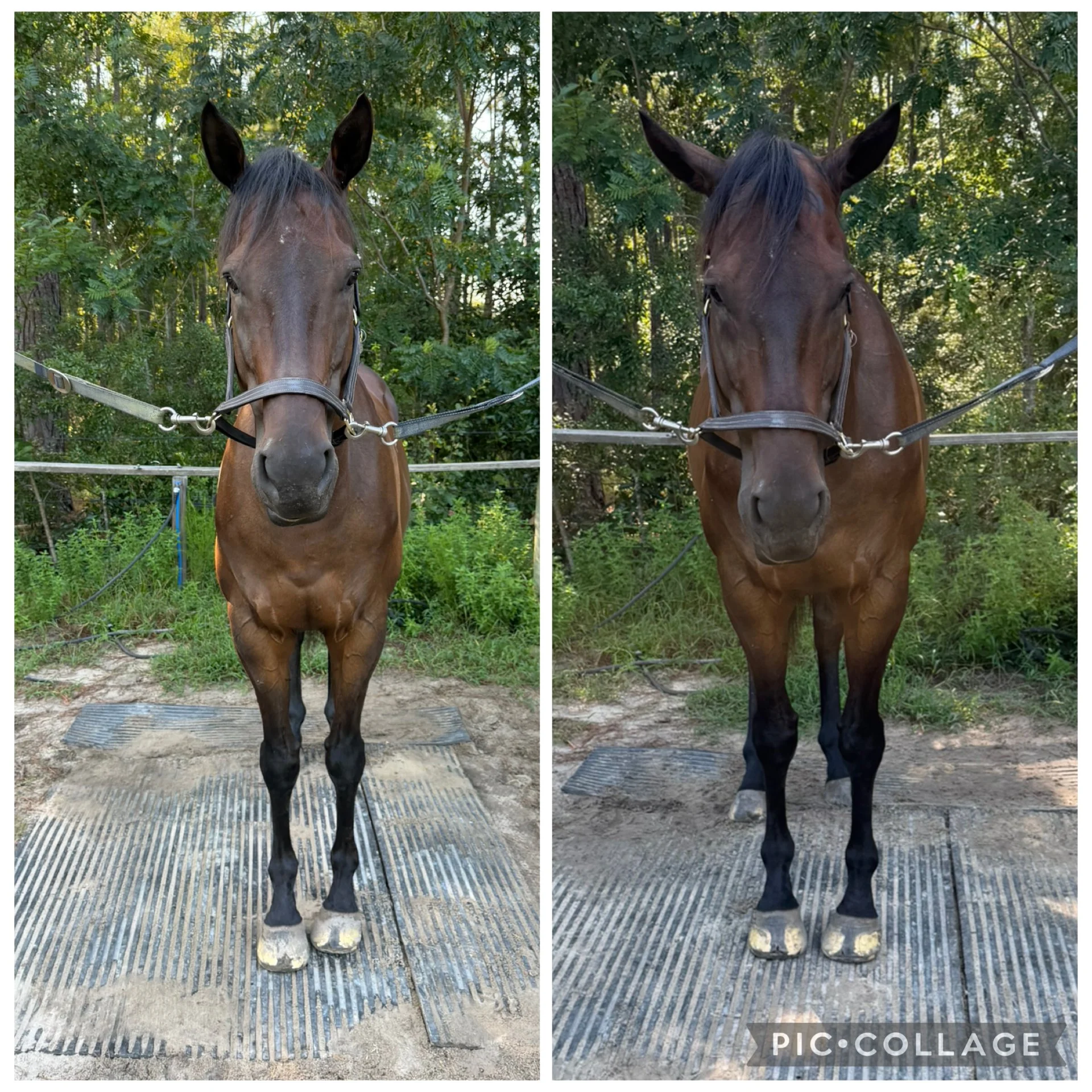 A bay horse before and after equine bodywork