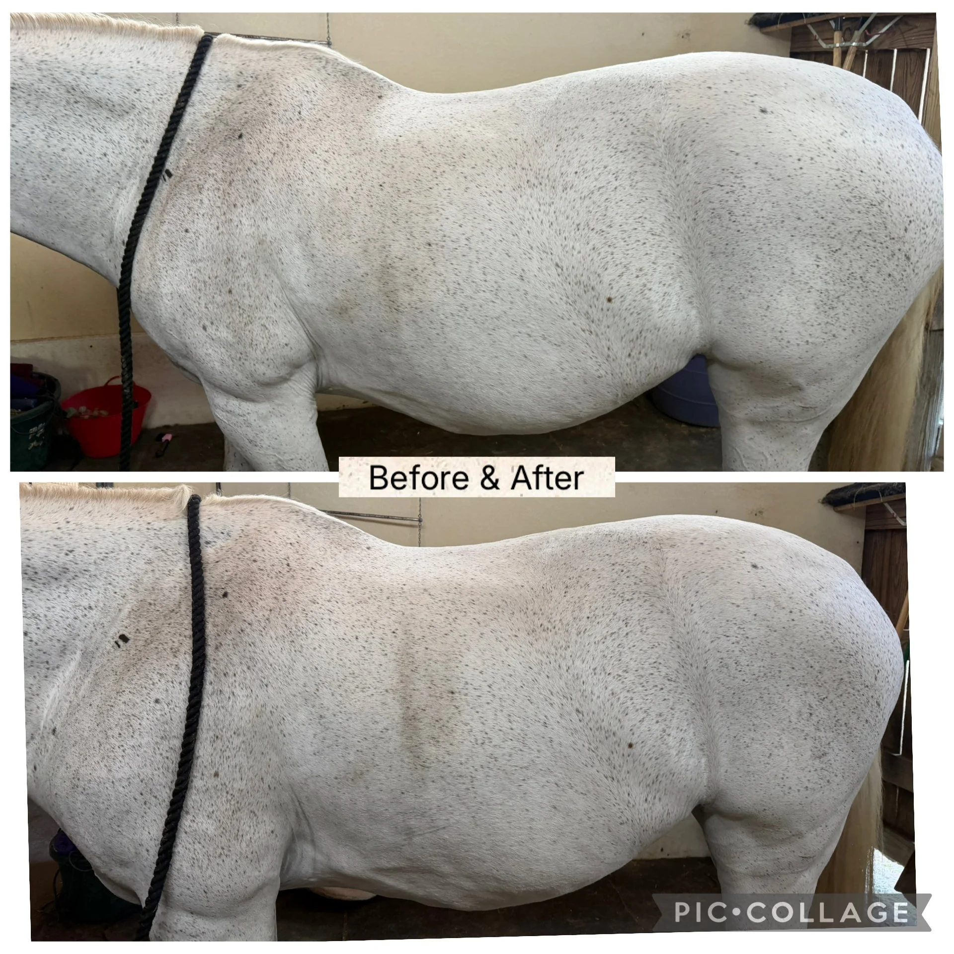 Close-up of a white horse with black spotted fur, wearing a black rope halter, standing in a stable with wooden walls and other equipment visible in the background.