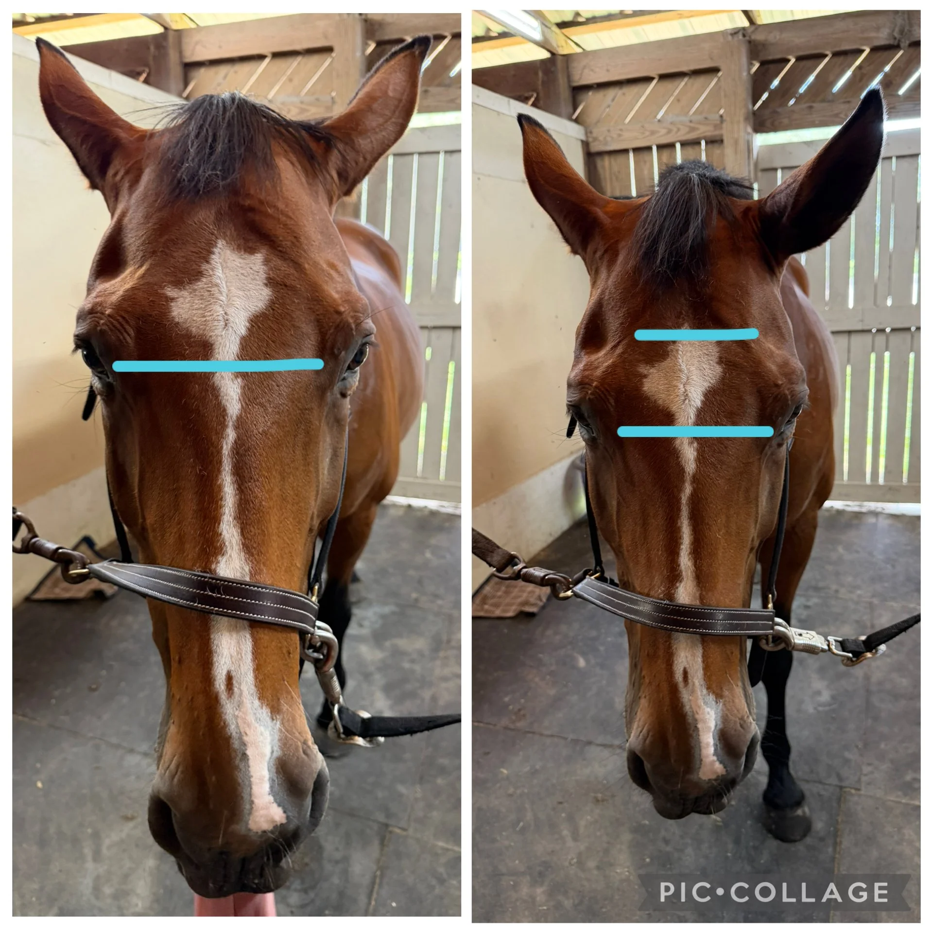 Comparison of a brown and white horse's face before and after grooming in a stable.