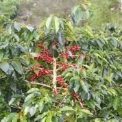sumatra-sweet-marias-aceh-coffee-3_3.jpg