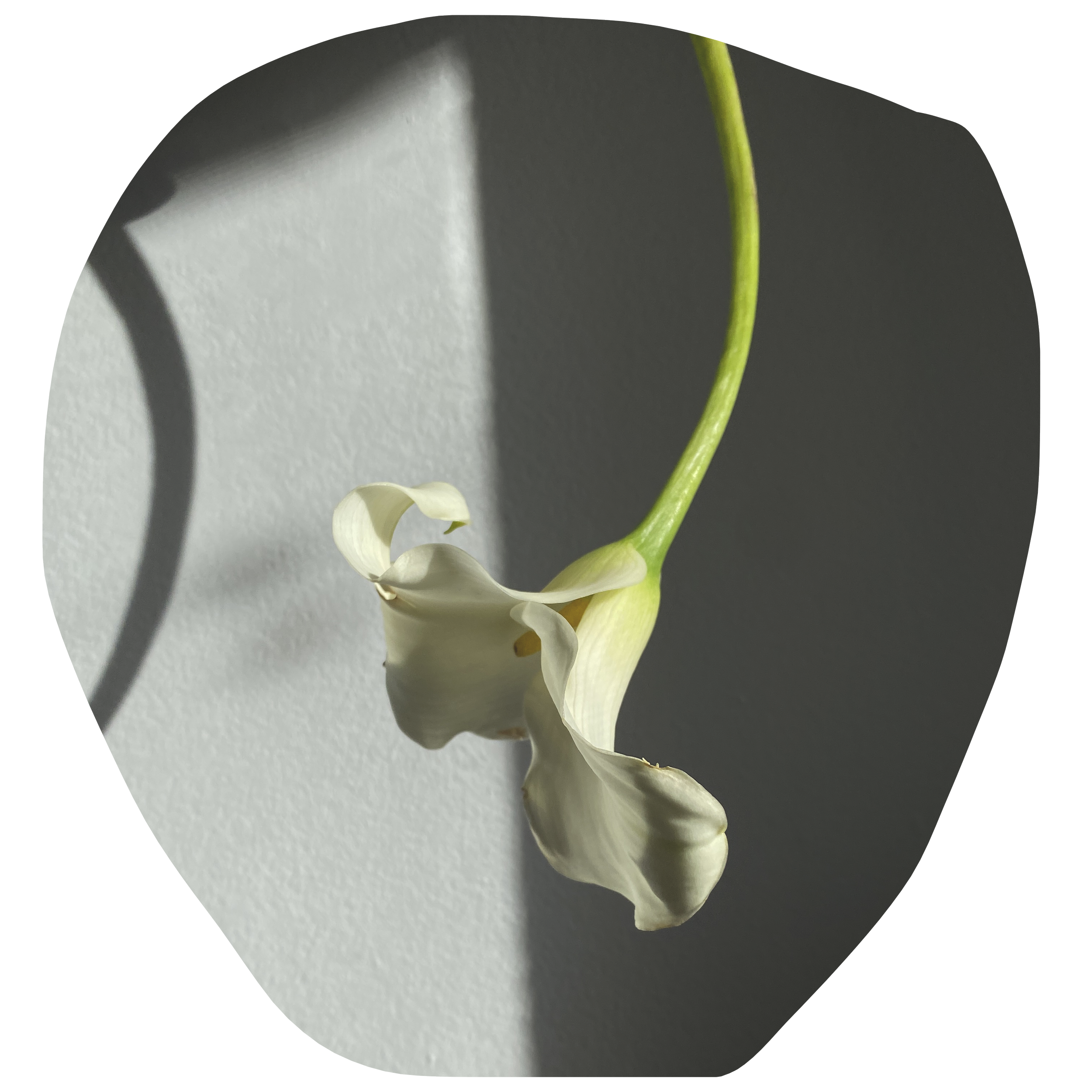 Carte-cadeau
