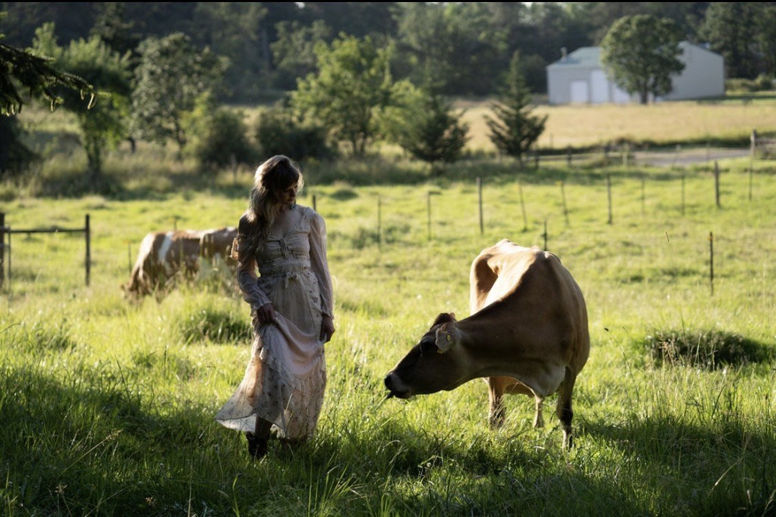 Acupuncture + Cows