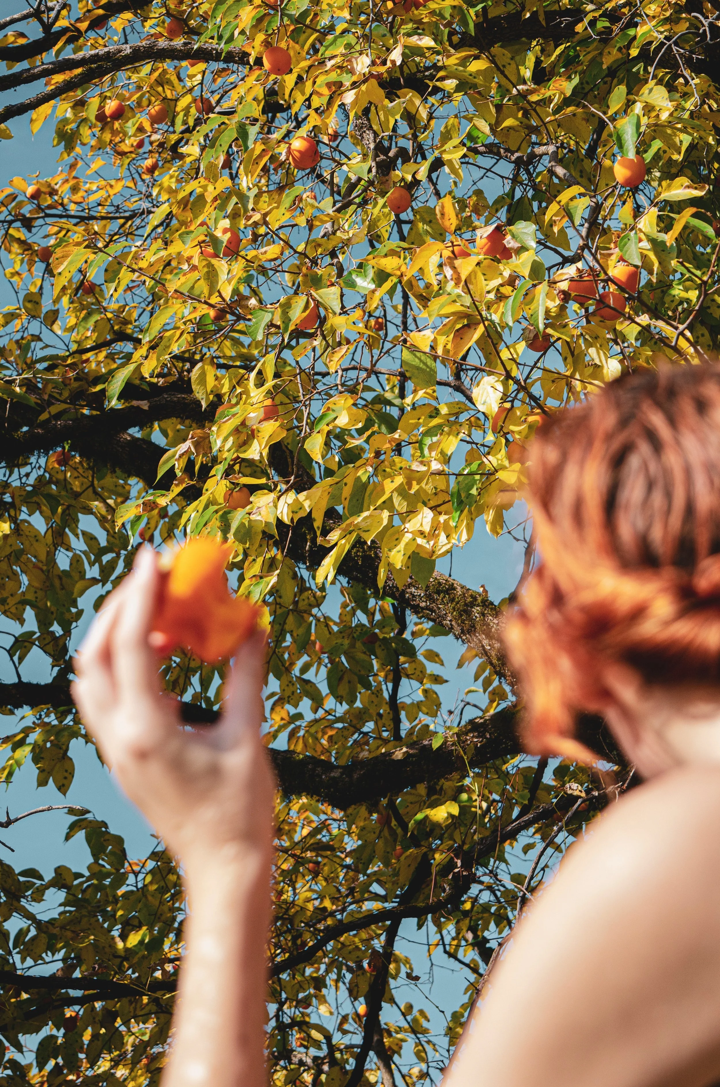 The season of late summer- time to strengthen your digestion and support your emotional health