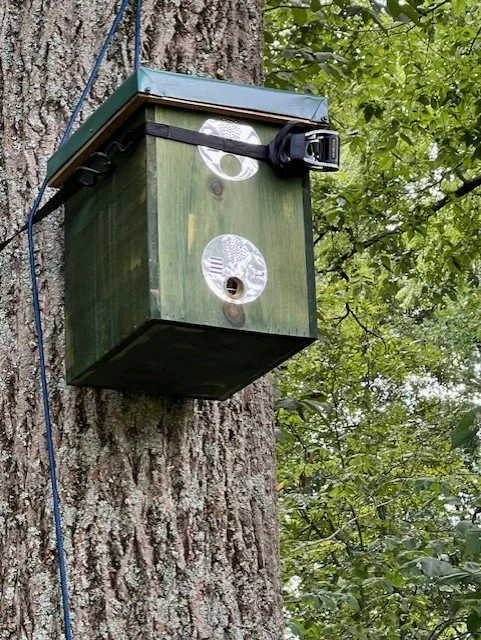 Green Swarmtrap in Tree.jpg