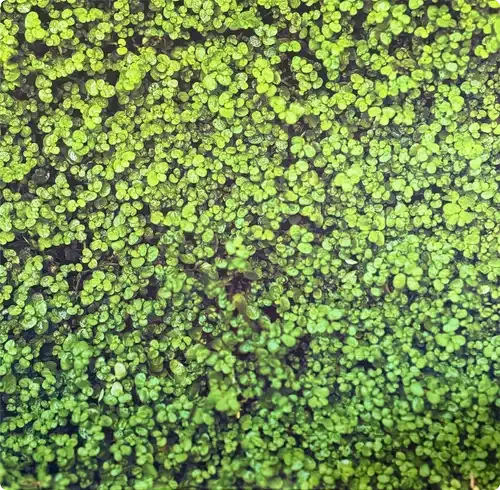 Greenery Hedge