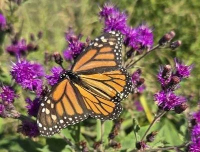 Little Wonders In A Big World - Mindfulness Walk 