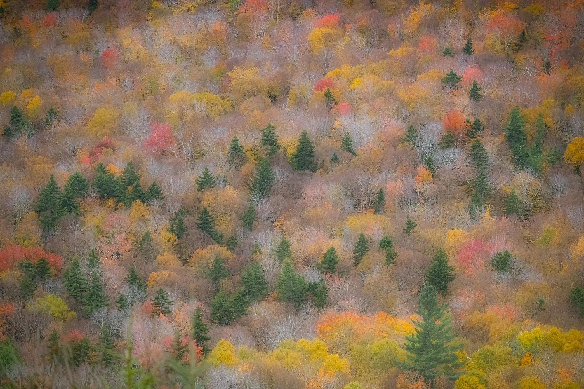 White Mountain National Forest, New Hampshire