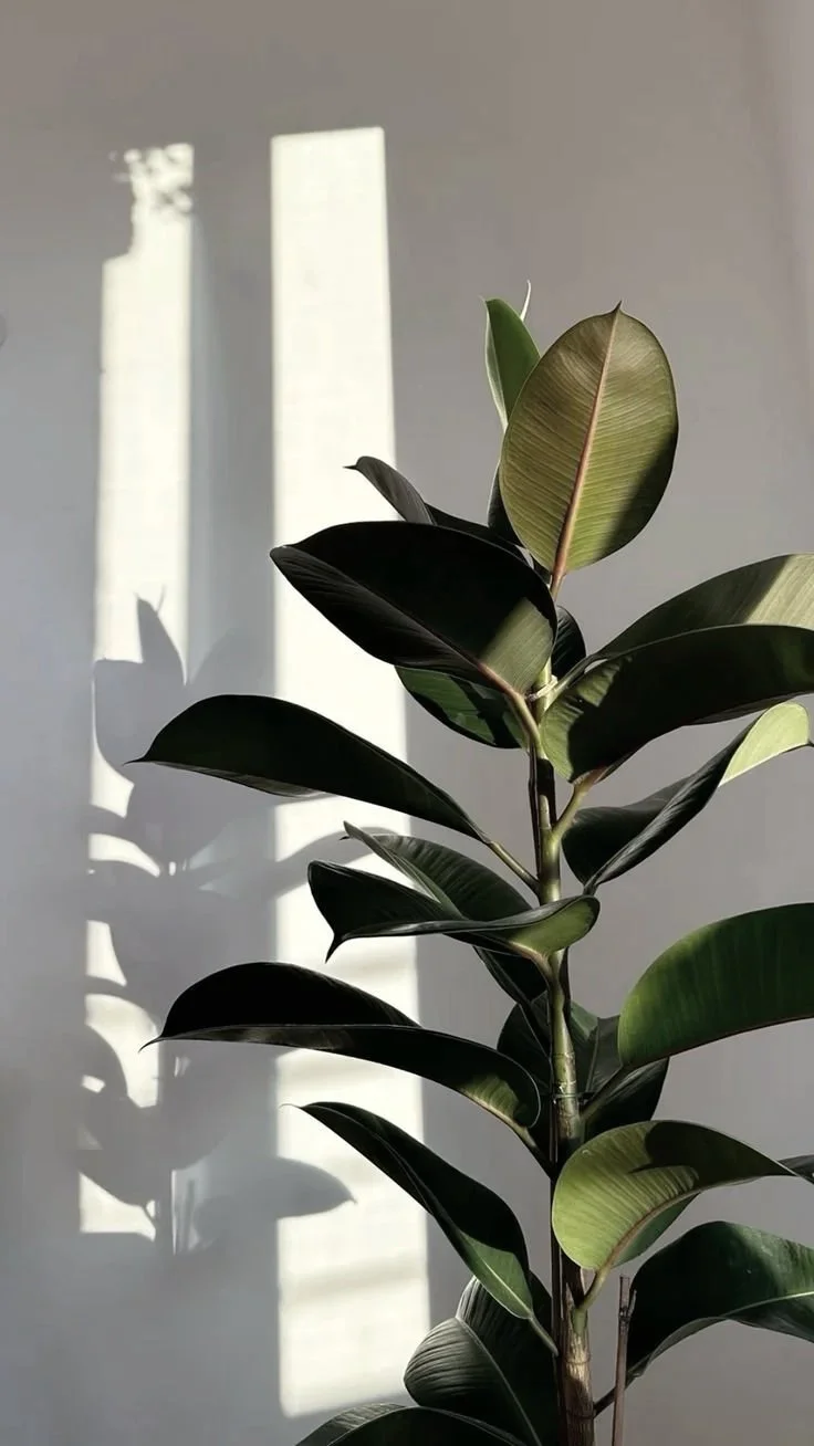 Indoor rubber plant with large, dark green and glossy leaves, casting shadows on a white wall illuminated by sunlight.