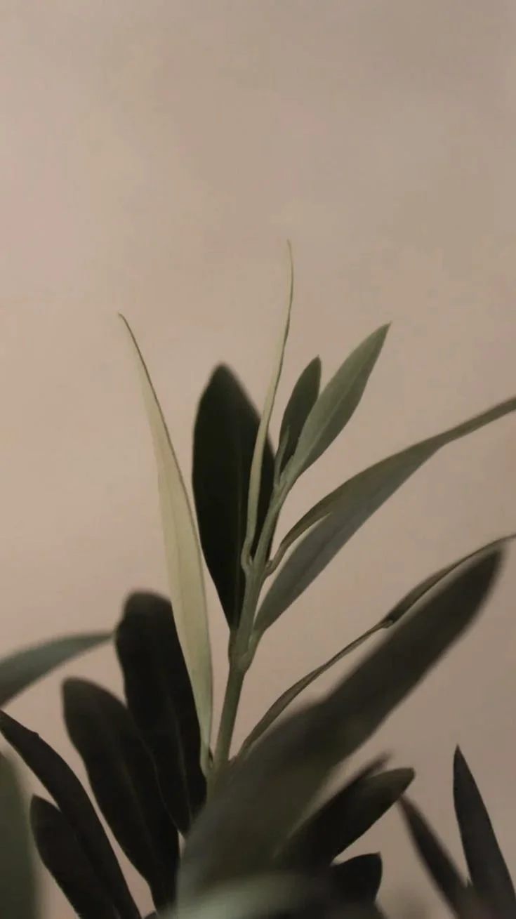 Close-up of green leaves on a plant against a plain background.