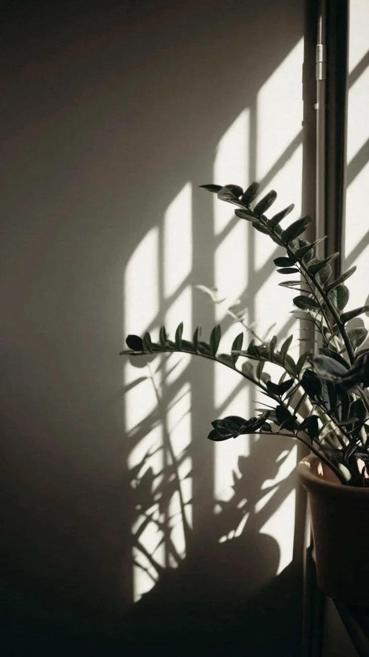 Sunlight casting shadows of a leafy potted plant on a white wall near a window.