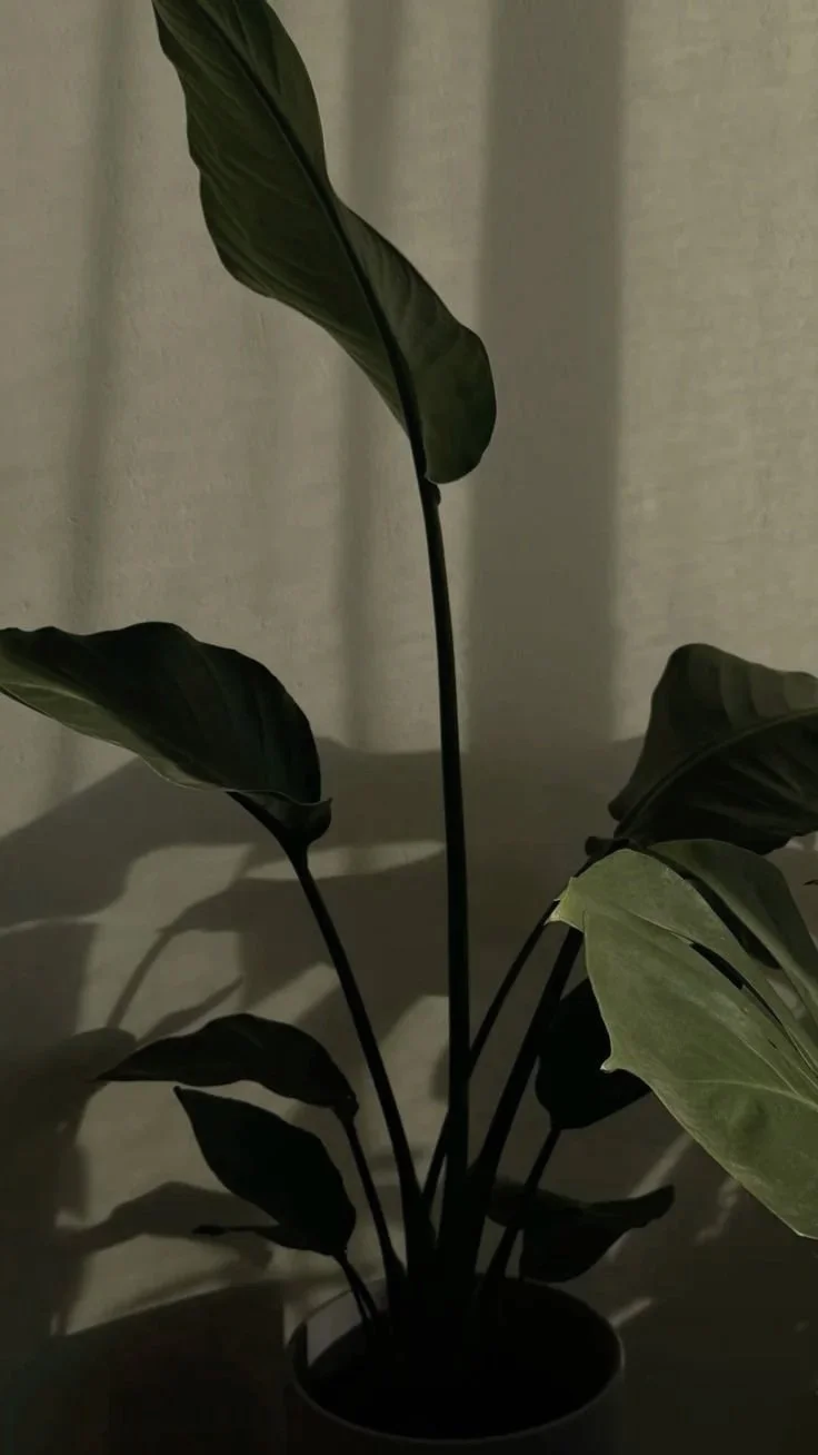 Plant with large dark green leaves in a pot, casting shadows on the wall behind.