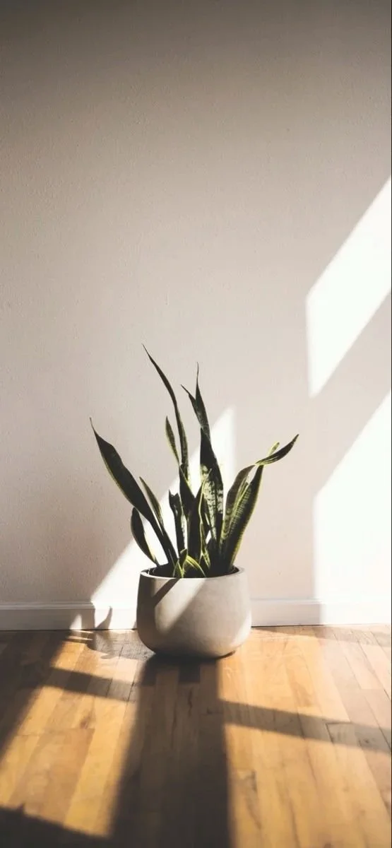 A potted snake plant with long green leaves in a light-colored ceramic pot, sitting on a wooden floor with sunlight casting shadows on a plain wall.