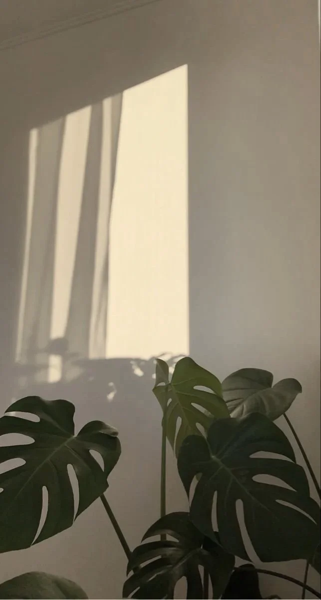 Sunlight casting shadows of window blinds onto a white wall, with a potted monstera plant in the foreground.