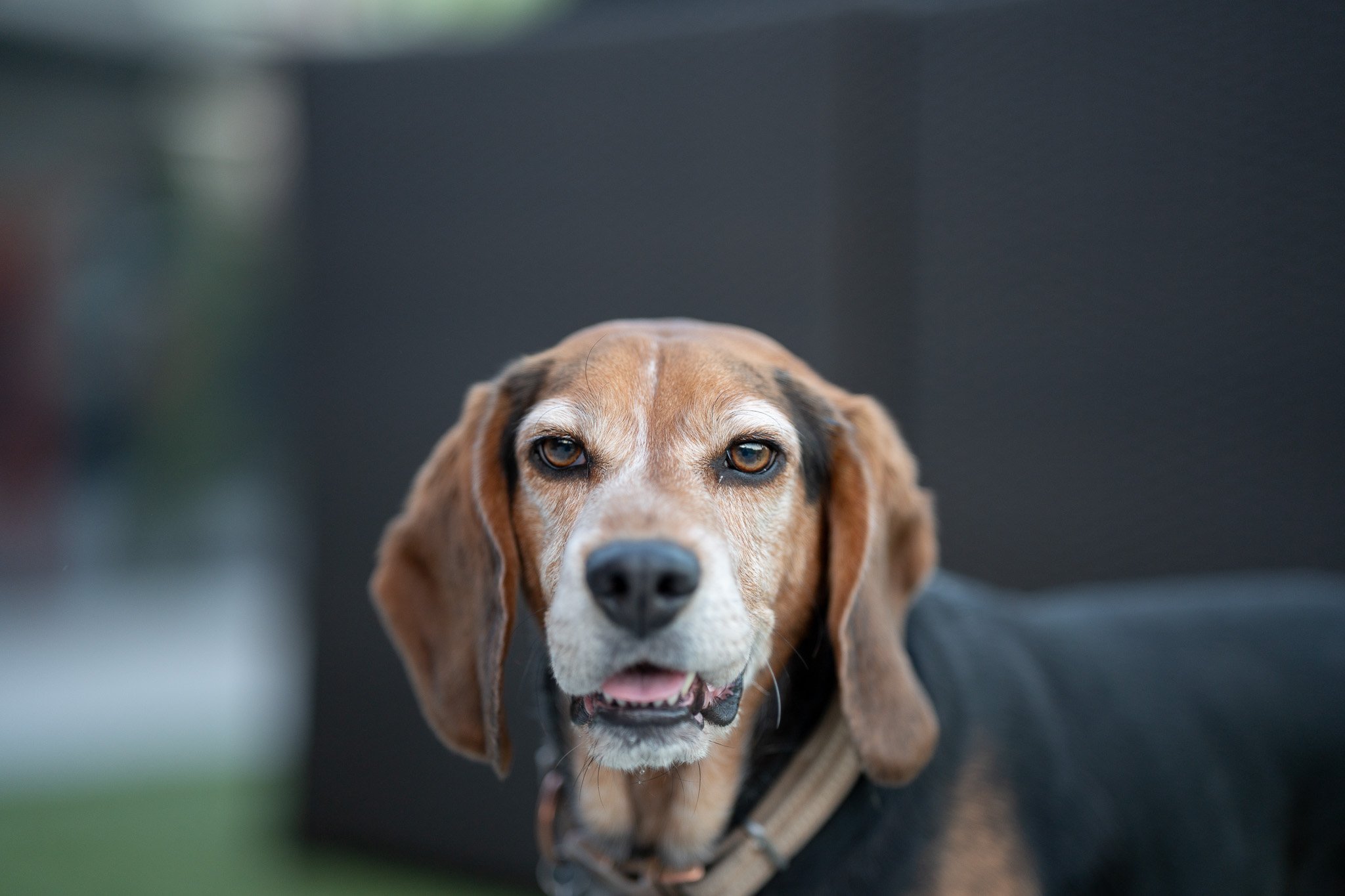 Close-up of a brown and white dog with floppy ears and expressive eyes, standing outdoors in front of a dark background.