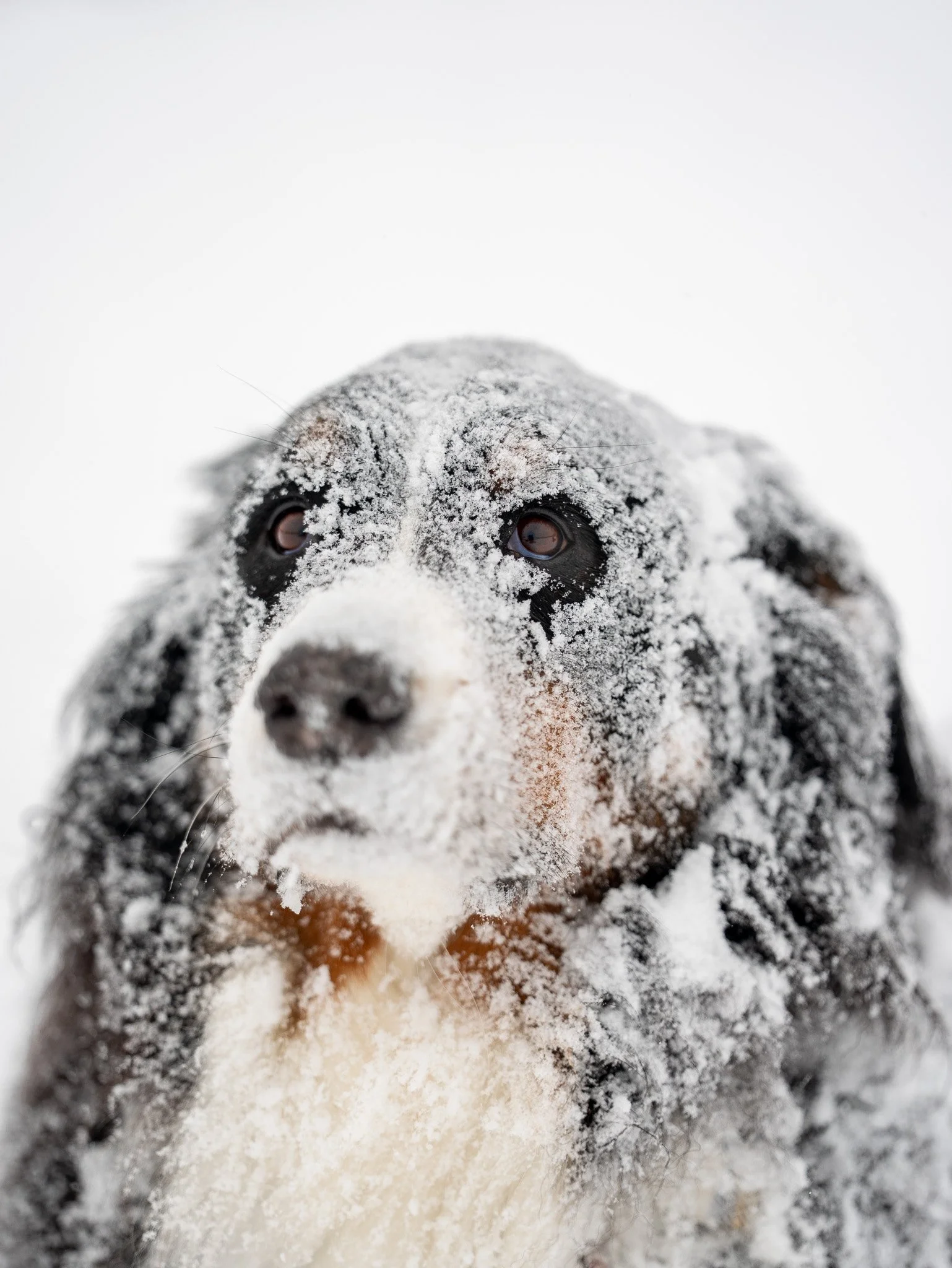 Close-up of a dog's face covered in snow, with the focus on its eyes and nose.