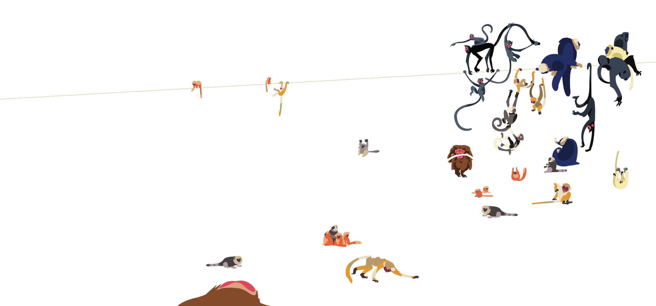 New-World Monkeys