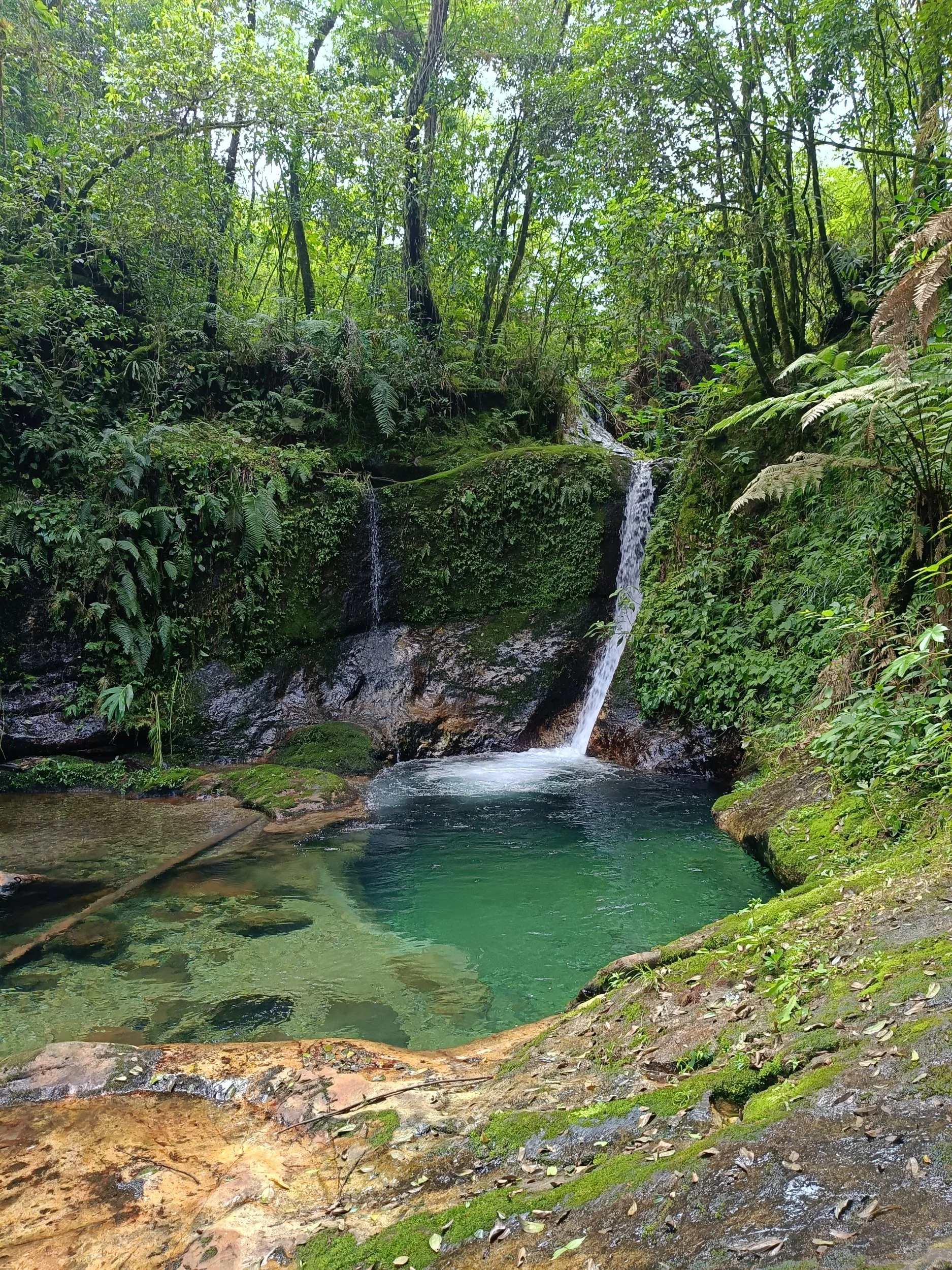 Cascada pequeña en un bosque tropical con agua clara y vegetación verde.