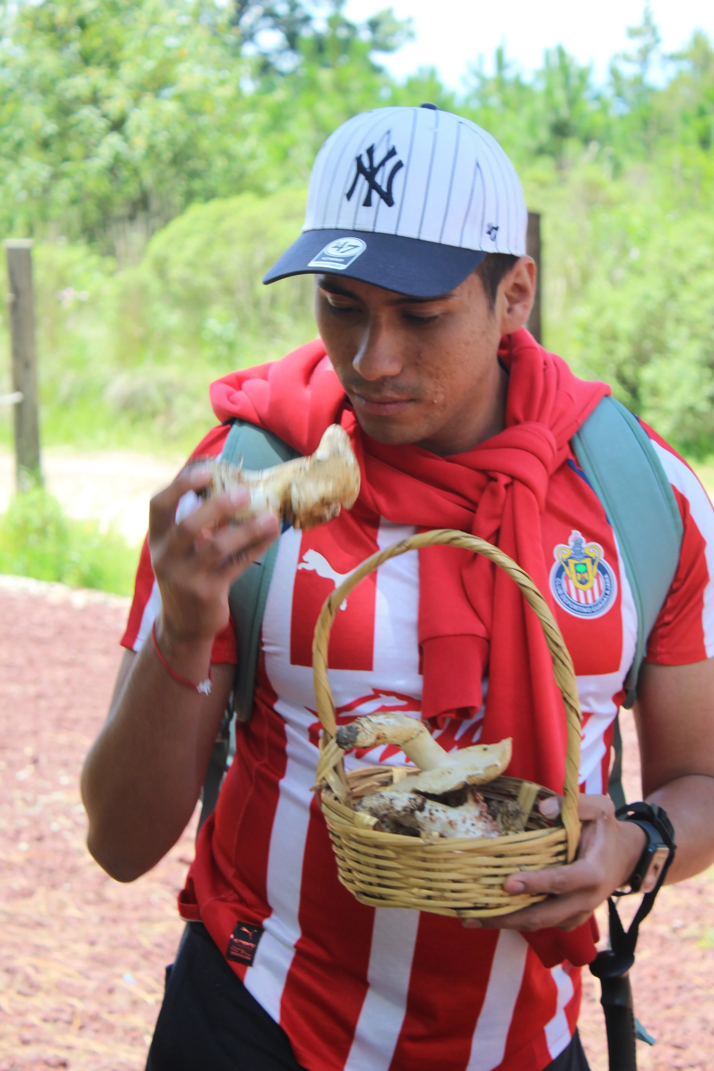 Micoturismo con Tricholoma mesoamericanum 