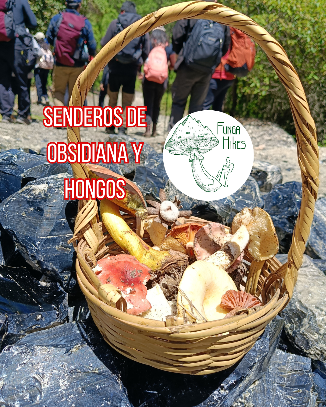 Senderos de Obsidiana y Hongos
