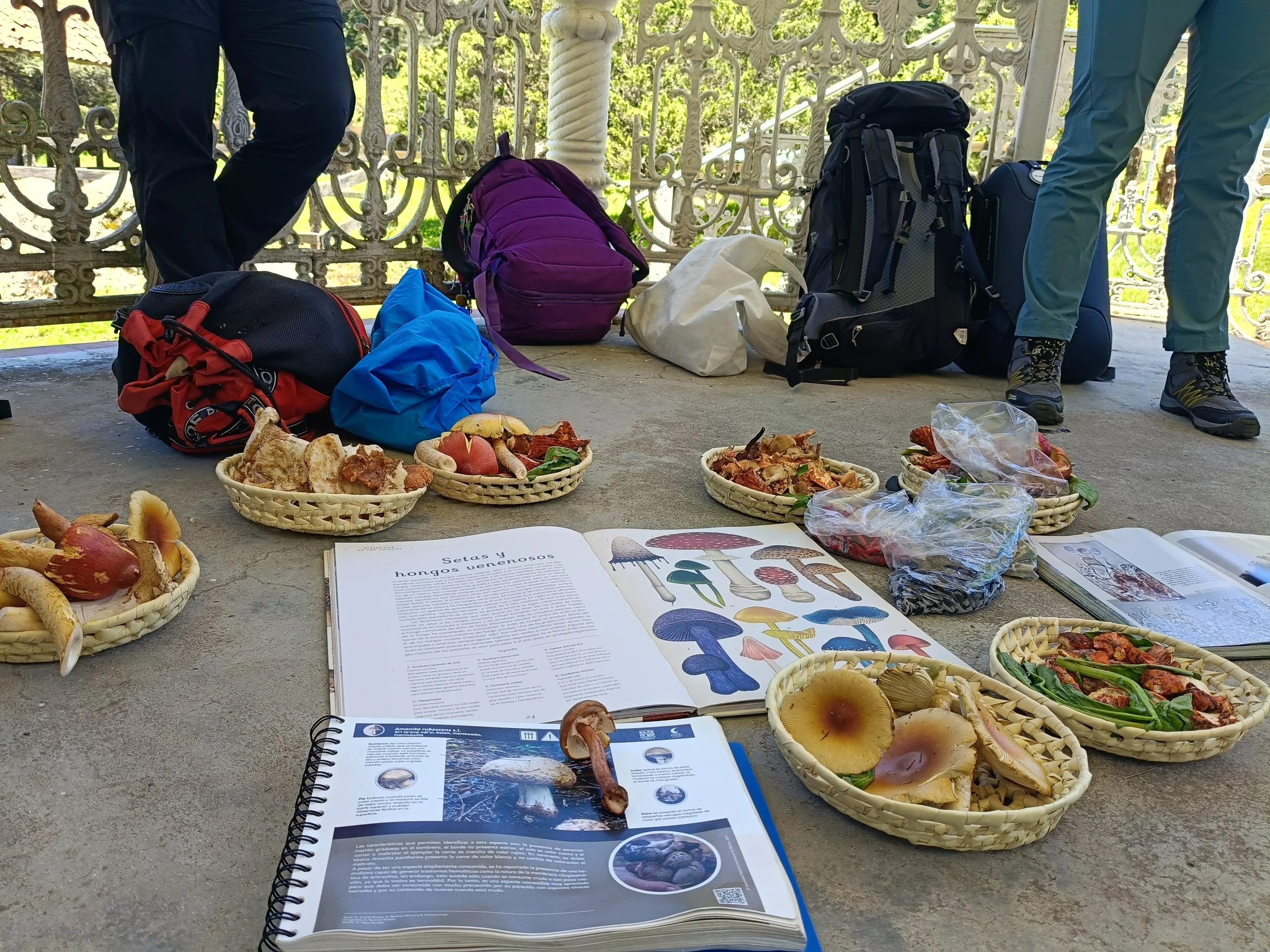 Muestra una picnic con diferentes alimentos en canastas, libros abiertos con información sobre hongos, y personas con mochilas en un entorno natural con un cerco de hierro en el fondo.