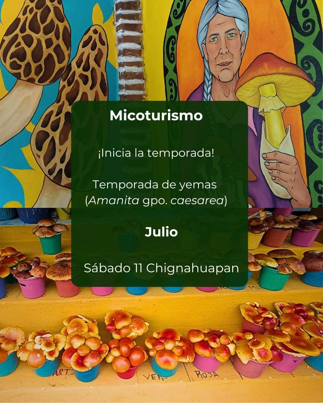 luc Promos Meta (2).jpg
