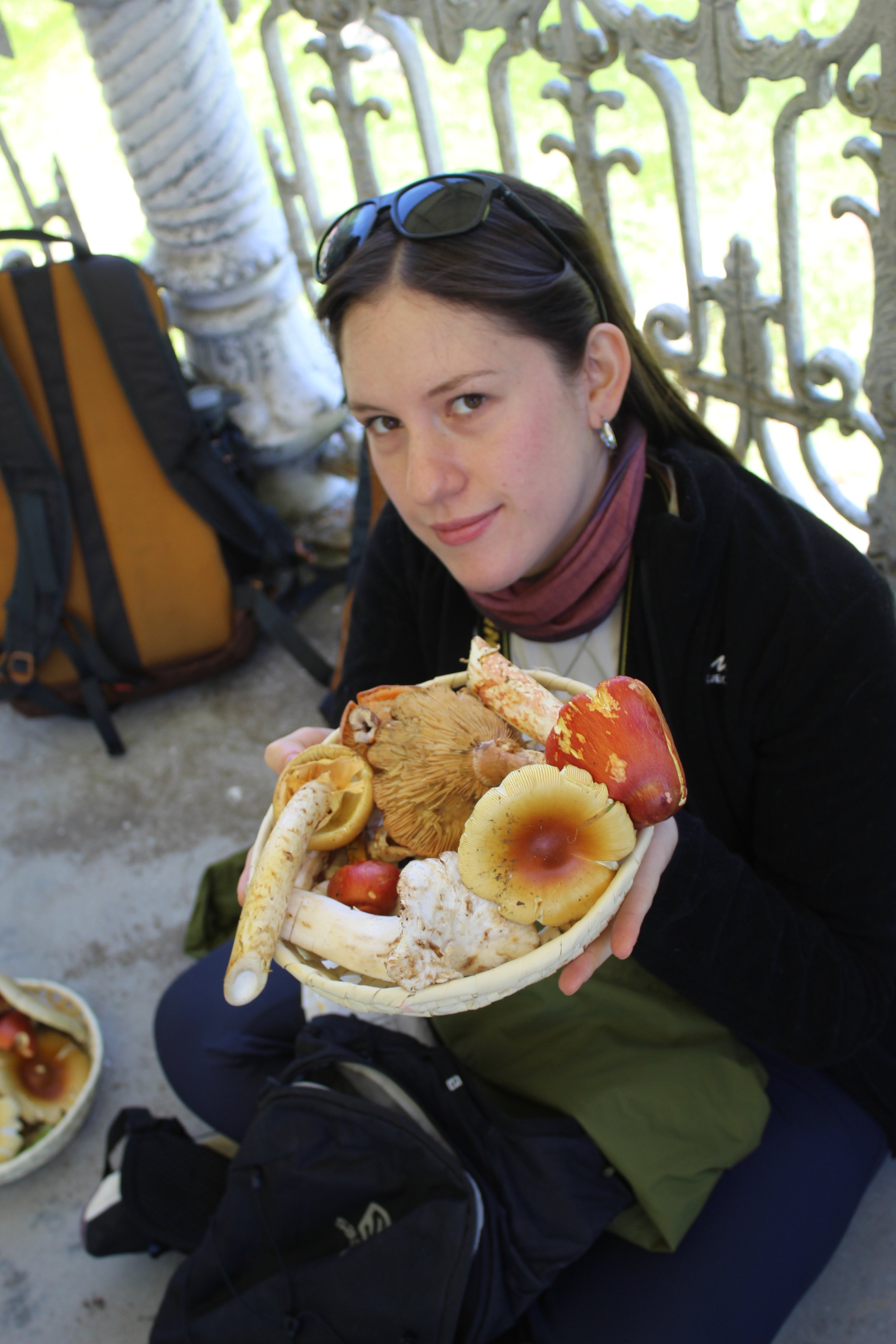 Canasta de hongos comestibles "yemas" Amanita laurae