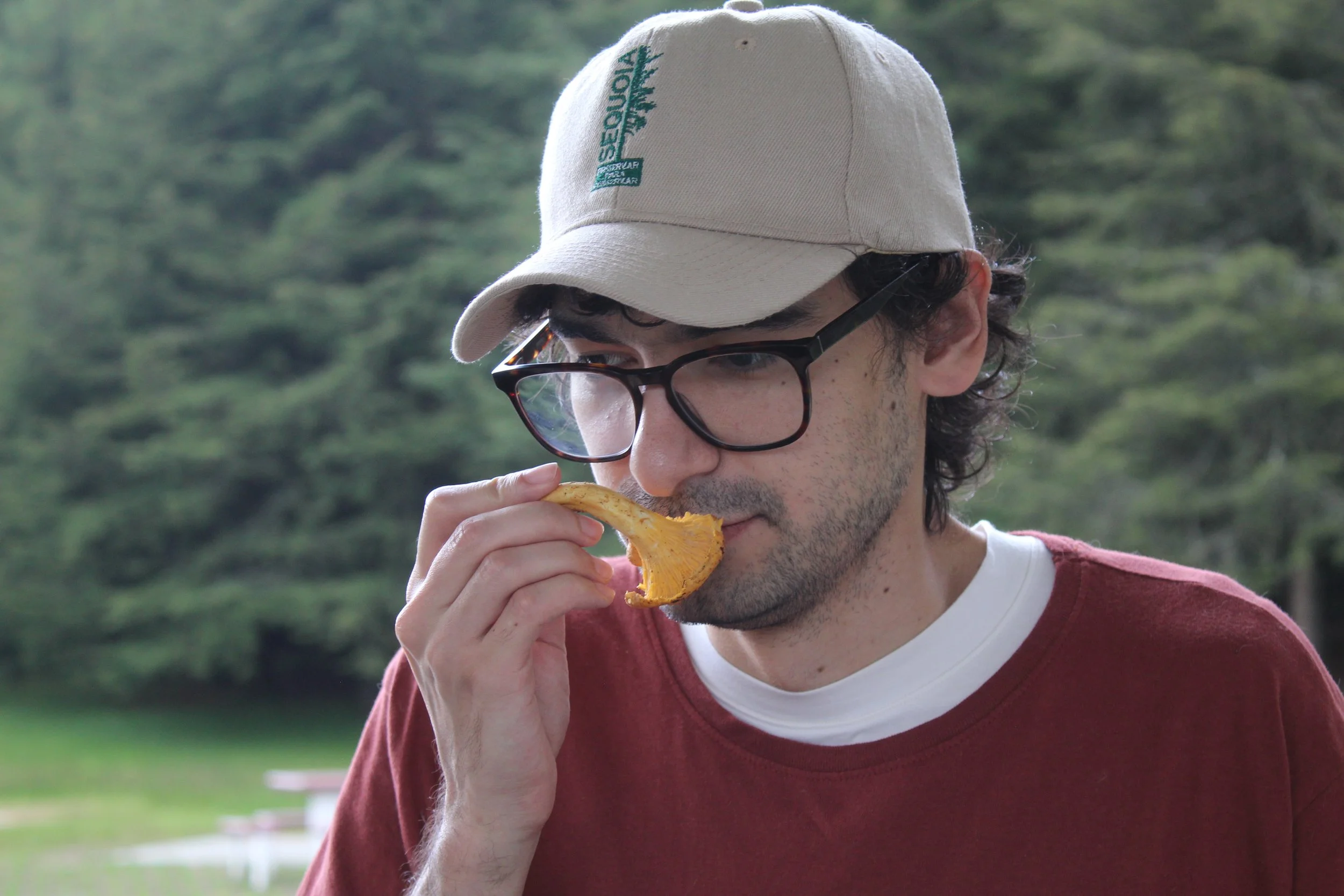 Cantharellus cibarius "duraznillo"