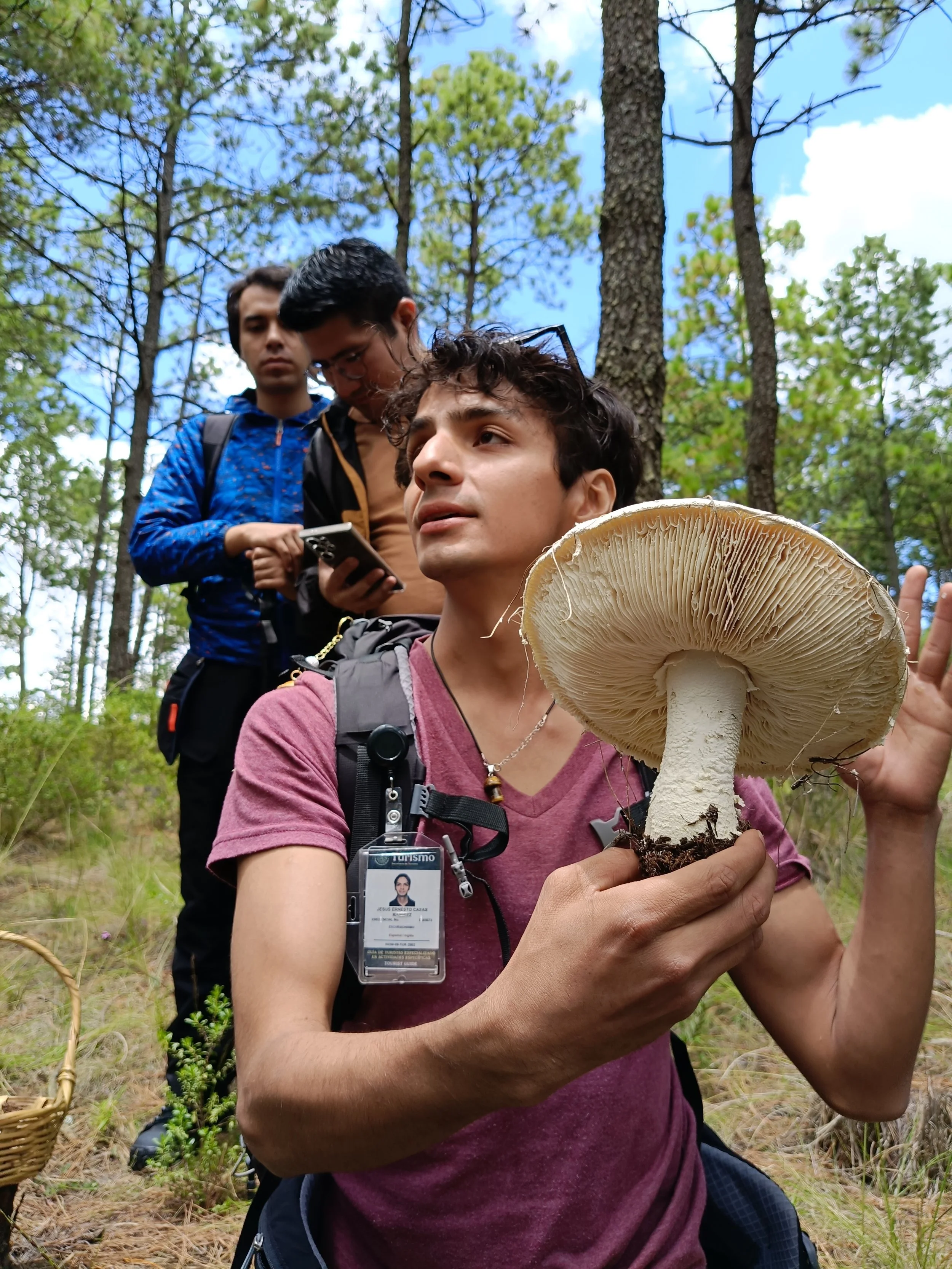 Persona sosteniendo un hongo grande en un bosque con árboles altos y cielos despejados, mientras otros dos observan y usan una celular.