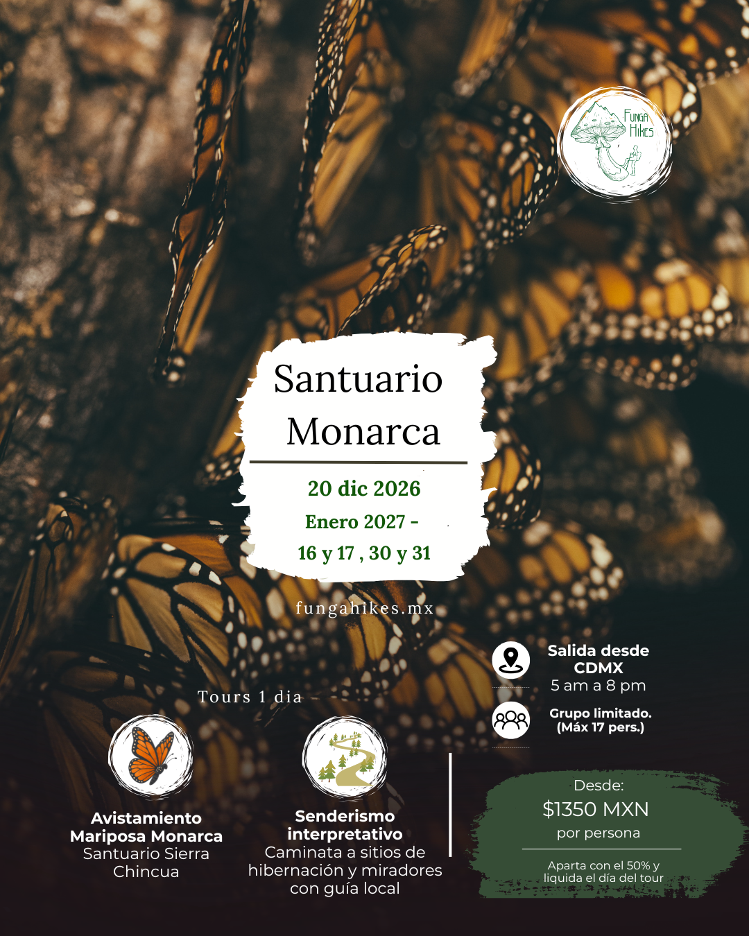 Visita el santuario de la mariposa monarca de la sierra chincua en michoacán, saliendo desde CDMX. 