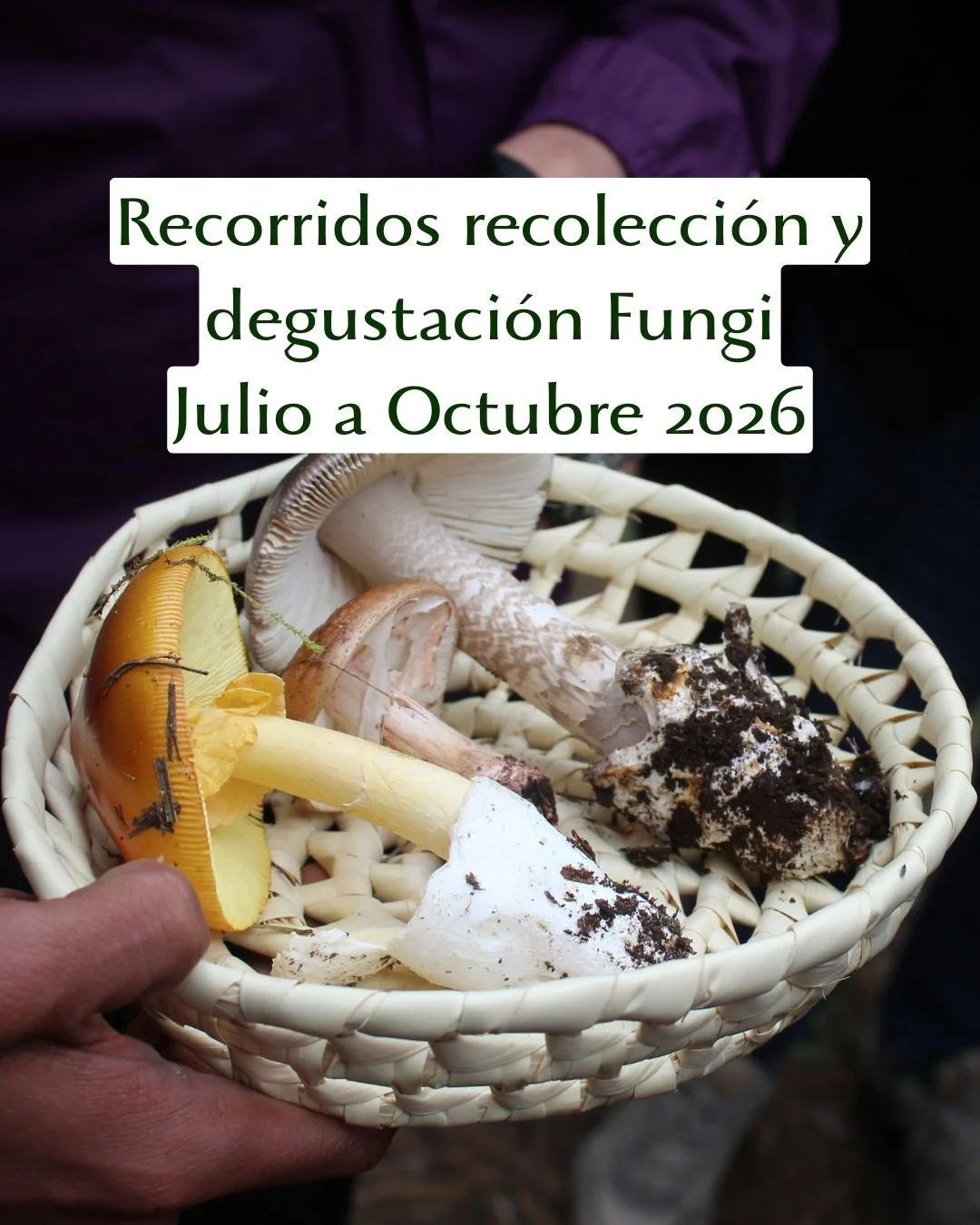 recorridos de recolección degustación de hongos silvestres en ciudad de méxico, durante julio, agosto, septiembre y octubre 2026