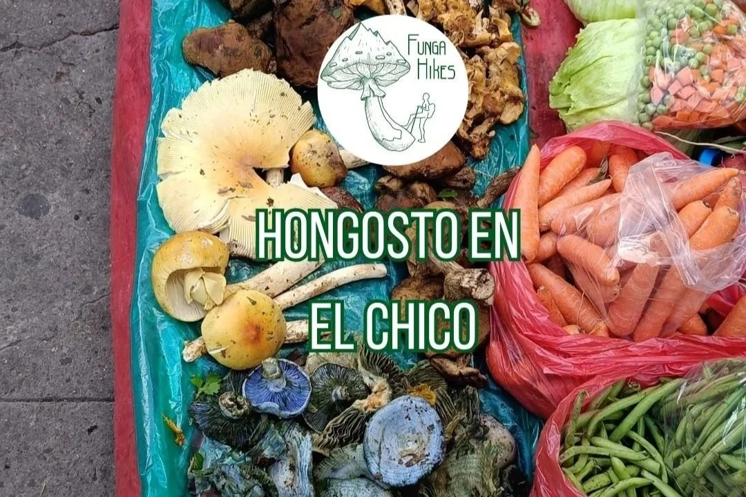 Hongos de El Chico, Hidalgo