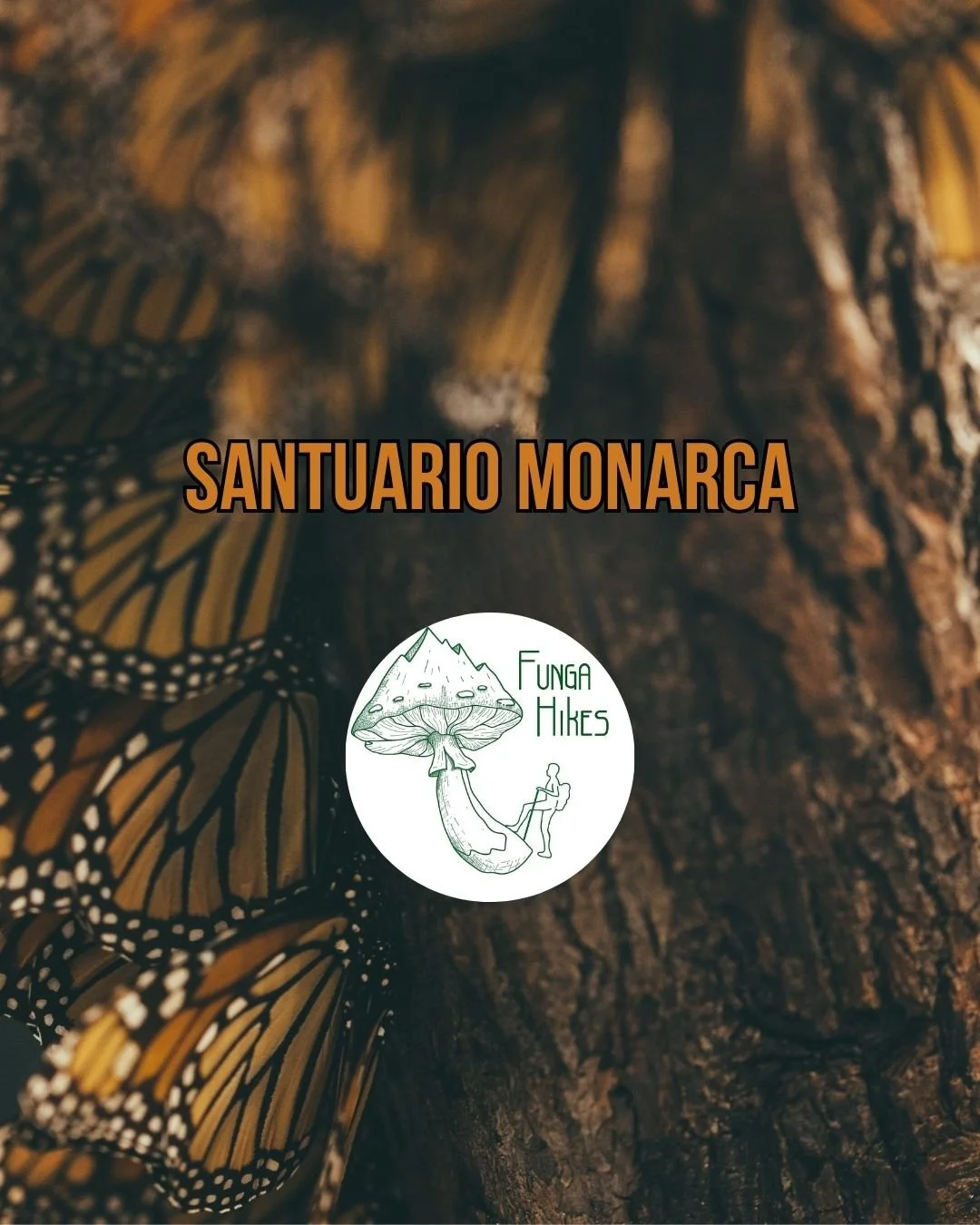 monarca.jpg