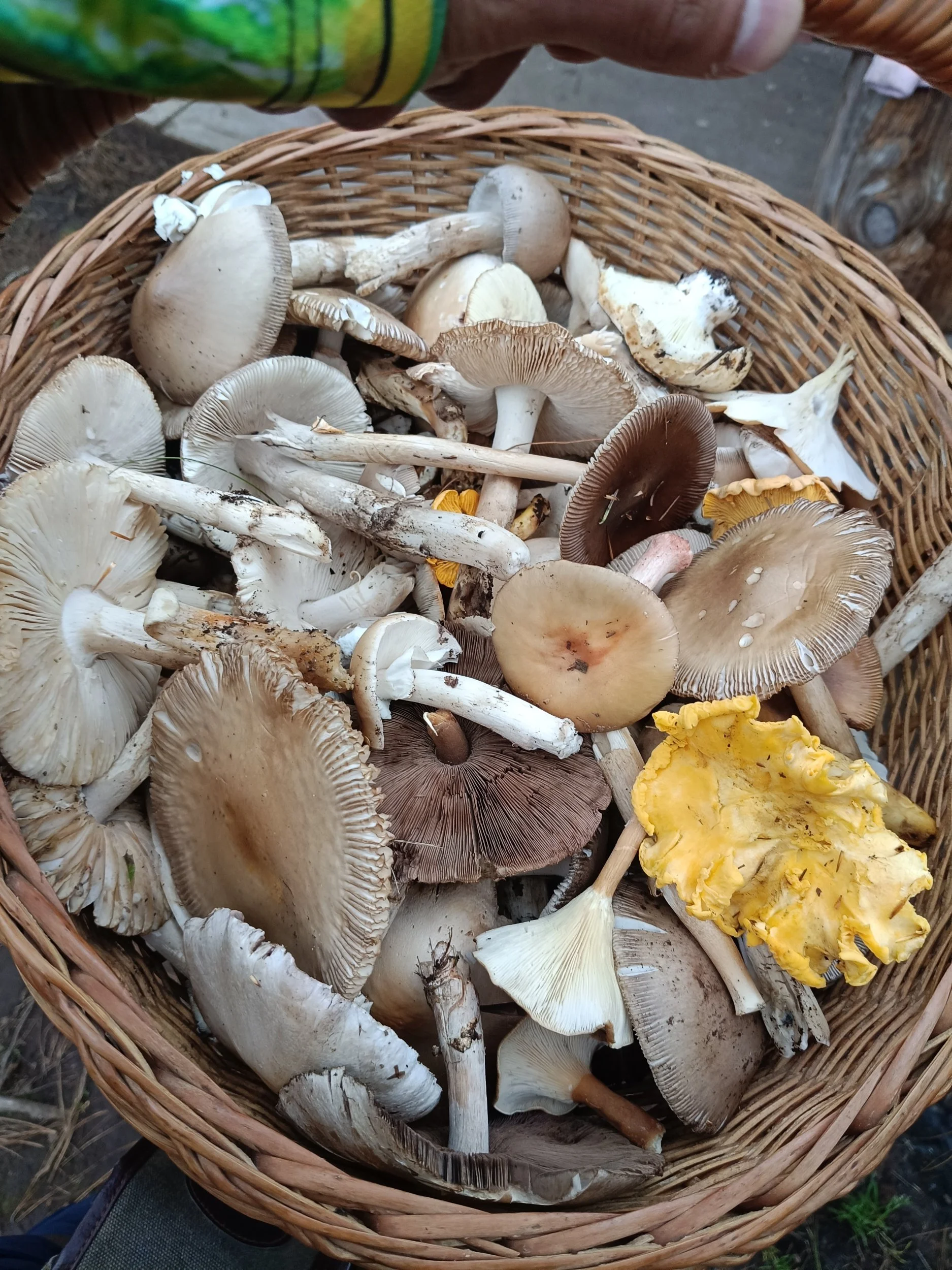 Canasta de hongos comestibles: Amanita gpo. vaginata y cantharellus