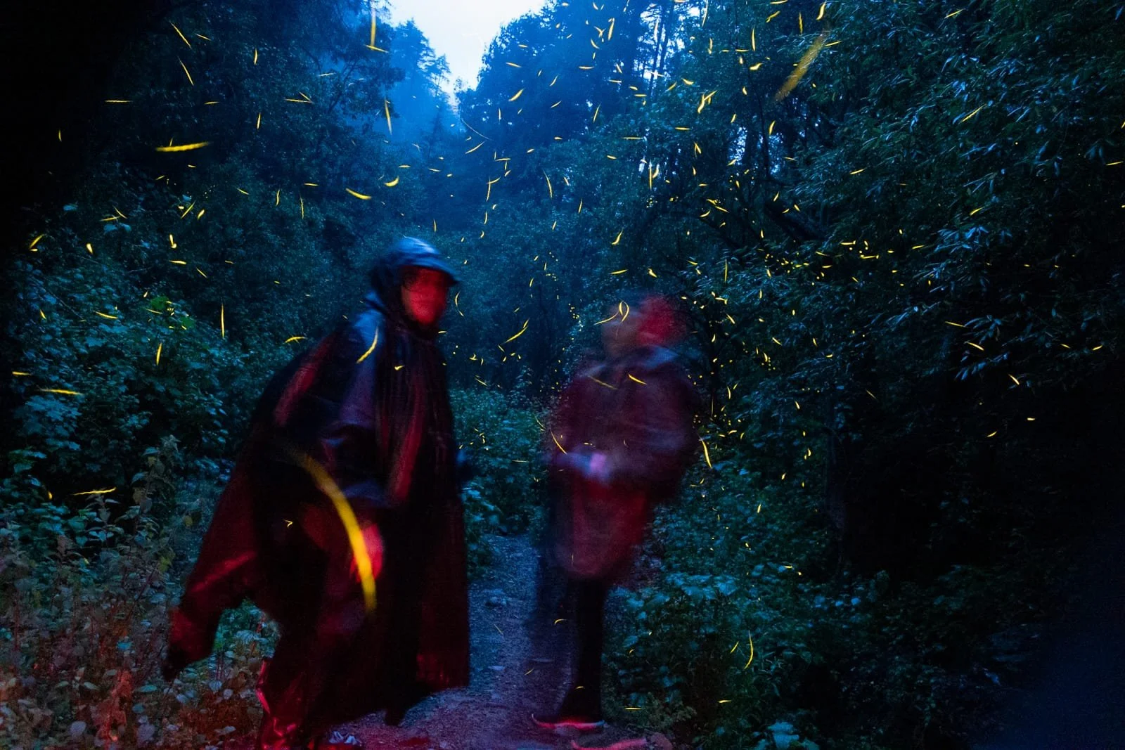 Dos personas caminando por un sendero en un bosque durante la noche, rodeadas de luciérnagas brillantes.