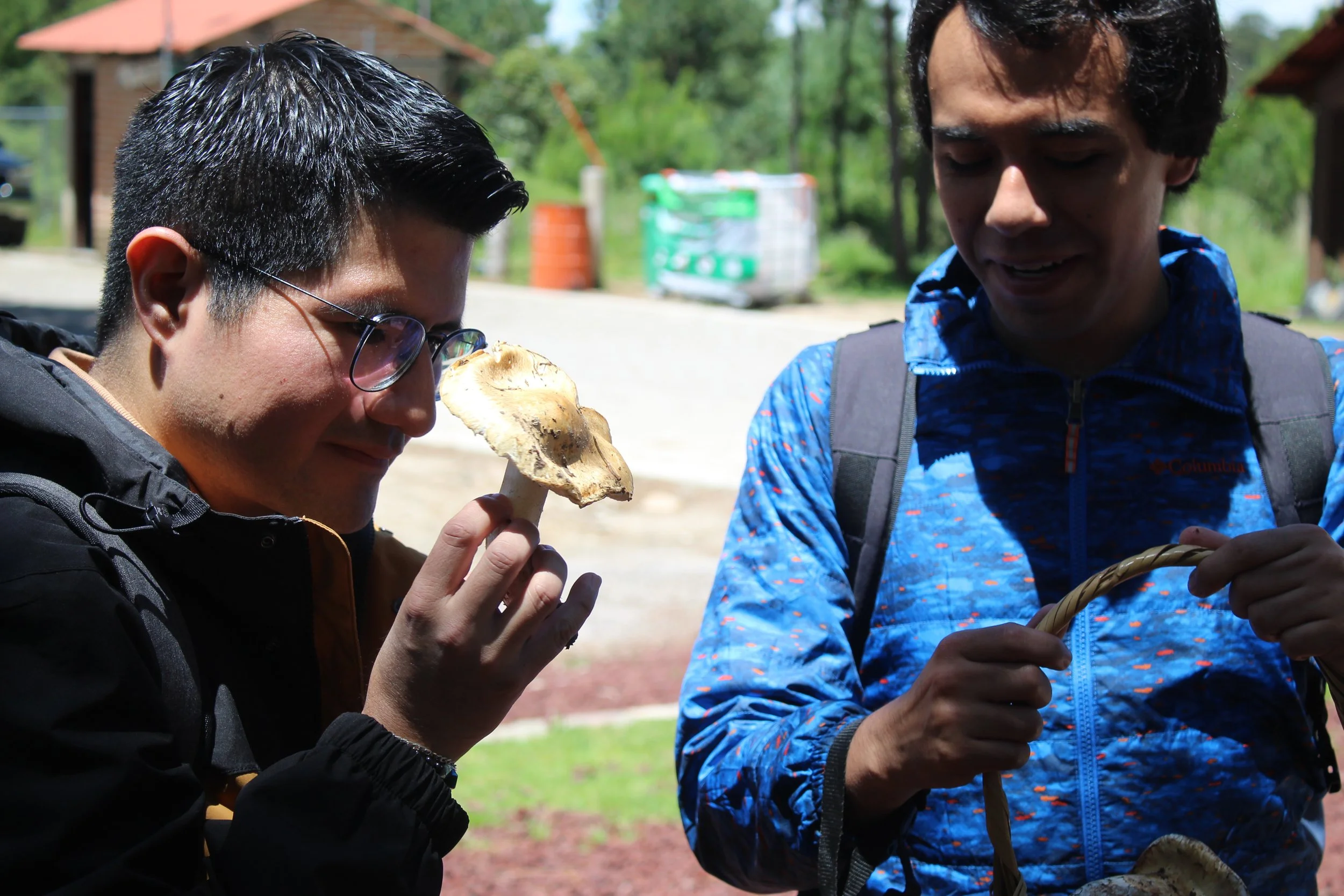 Micoturismo con Mastsutake mexicano