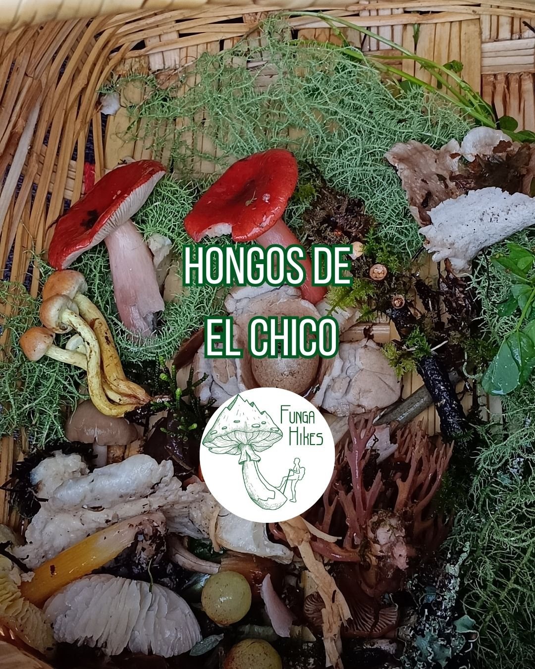 Hongos de El Chico, Hidalgo
