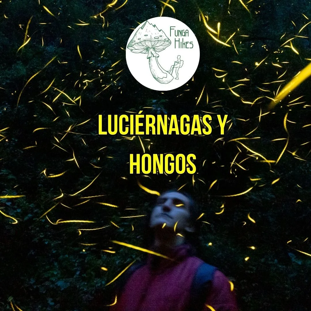 PNG Experiencia luciernagas julio (1080 x 1080 px).jpg